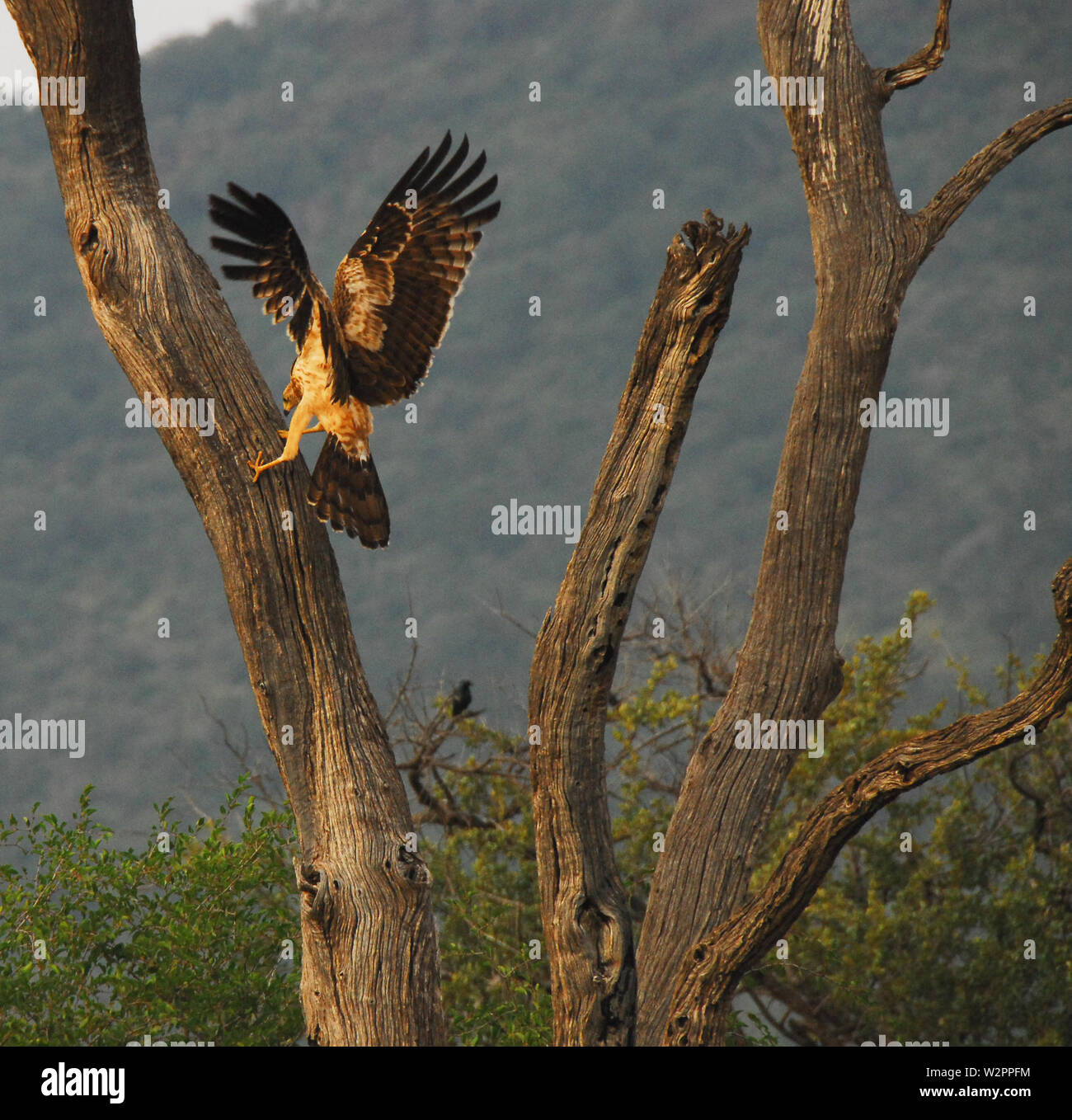 L'Afrique - Close up of a Golden Eagle détruire un arbre mort. La chasse un serpent pour le déjeuner. Photographié sur safari en Afrique du Sud. Banque D'Images
