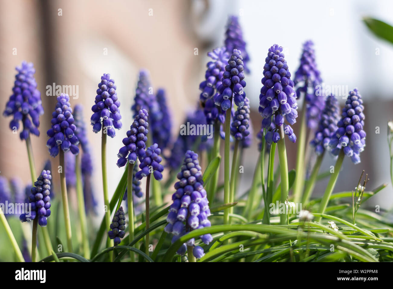 Close up blue Grape hyacinth. Des fleurs de jardin. Banque D'Images