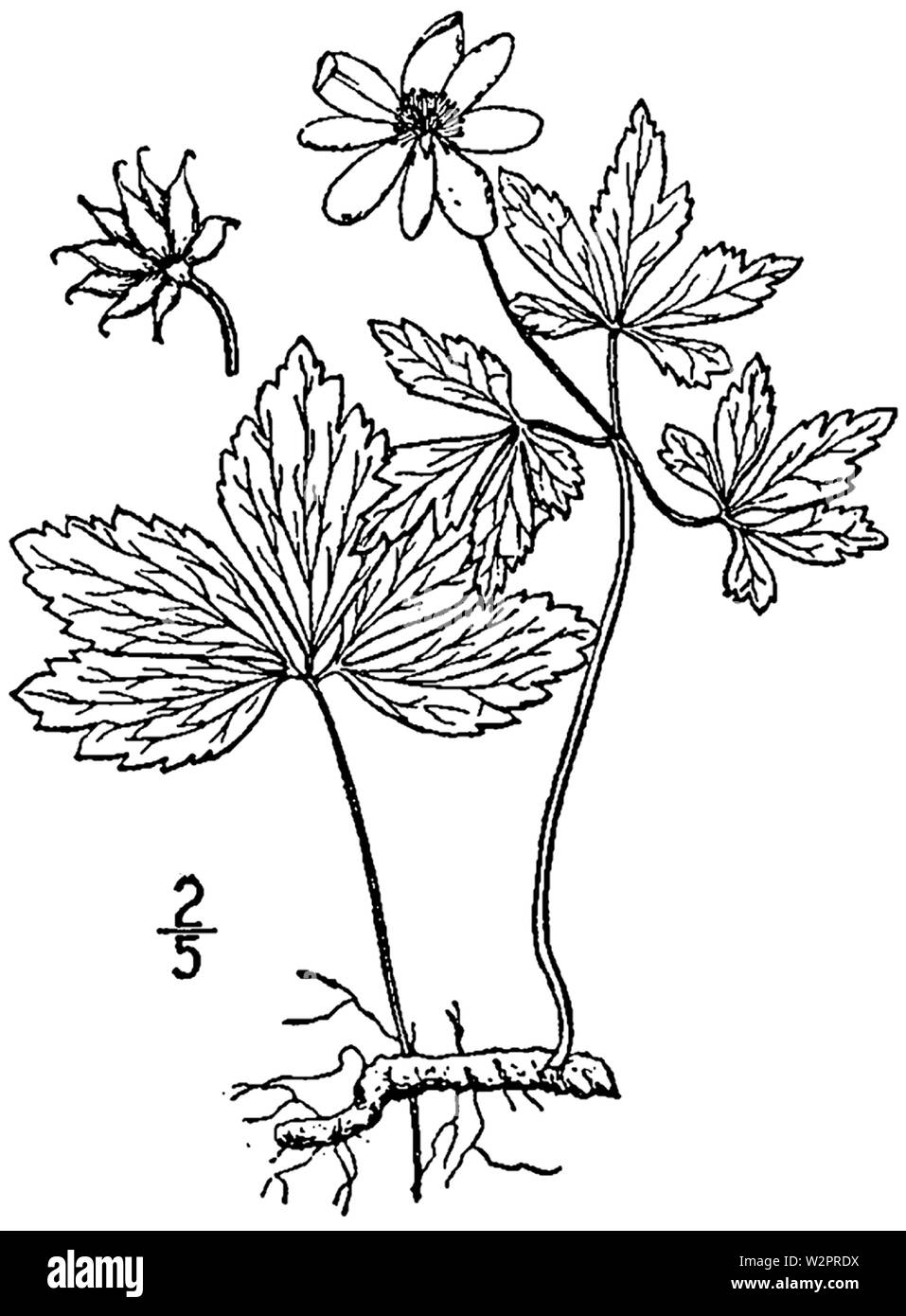 Parthenocissus quinquefolia anémone BB-1913 Banque D'Images