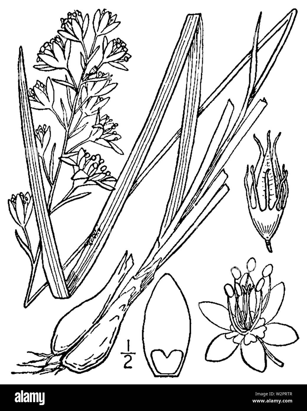 Anticlea elegans BB-1913 Banque D'Images