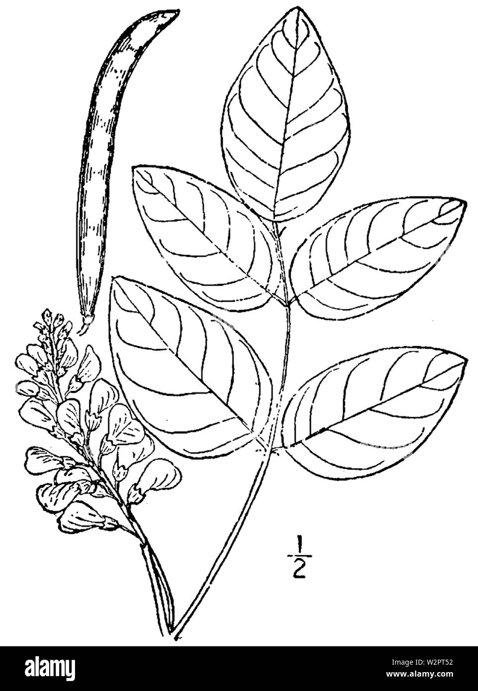 Illustration botanique de l'Apios americana de 1913. Banque D'Images