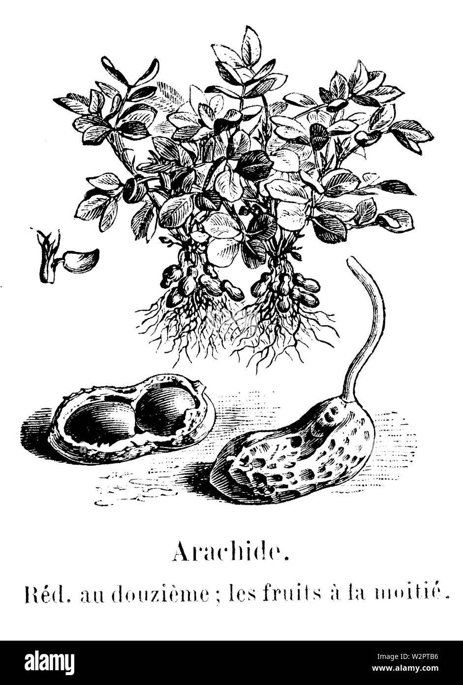 Arachide Vilmorin-Andrieux 1904 Banque D'Images
