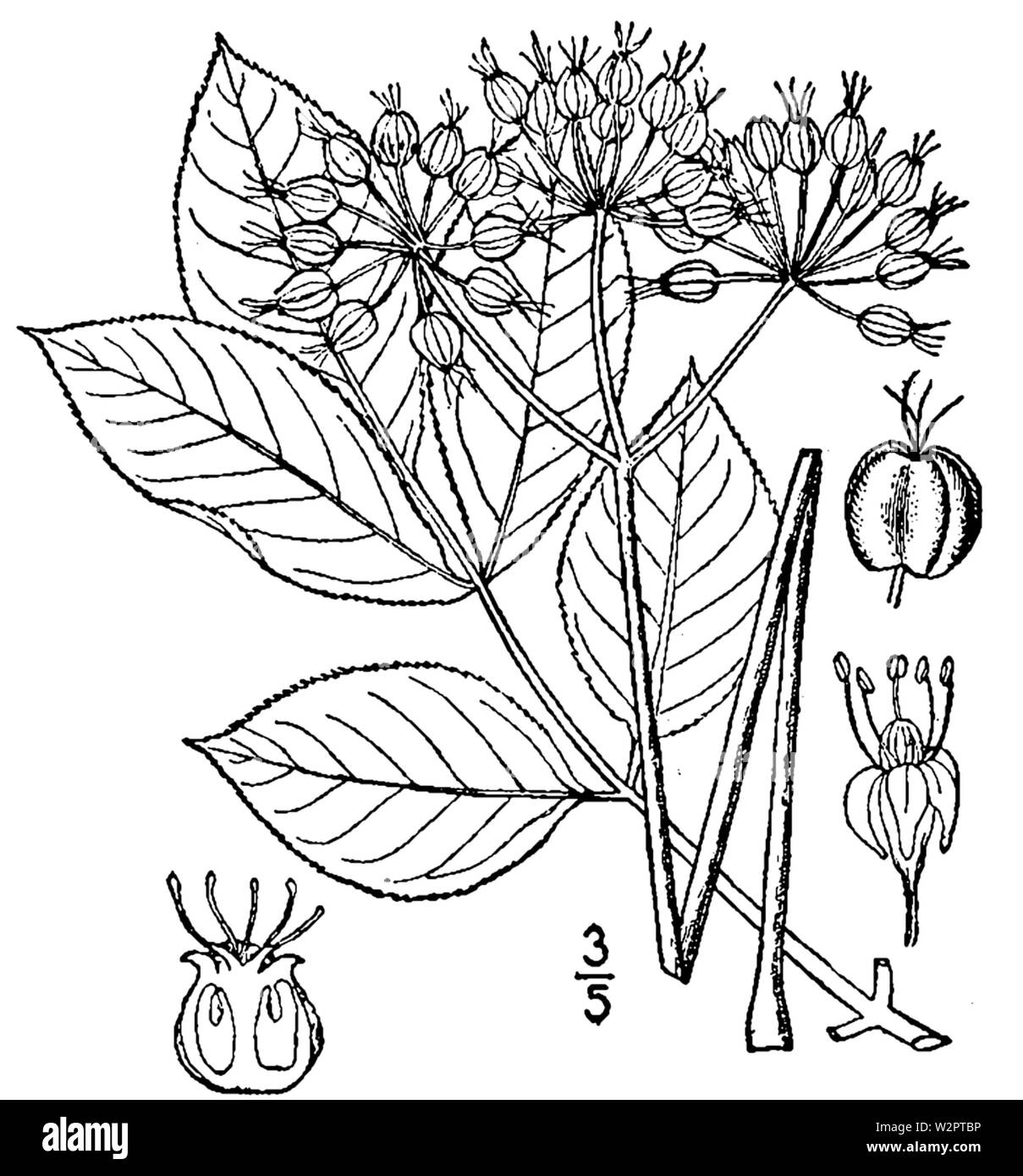 Aralia nudicaulis BB-1913 Banque D'Images