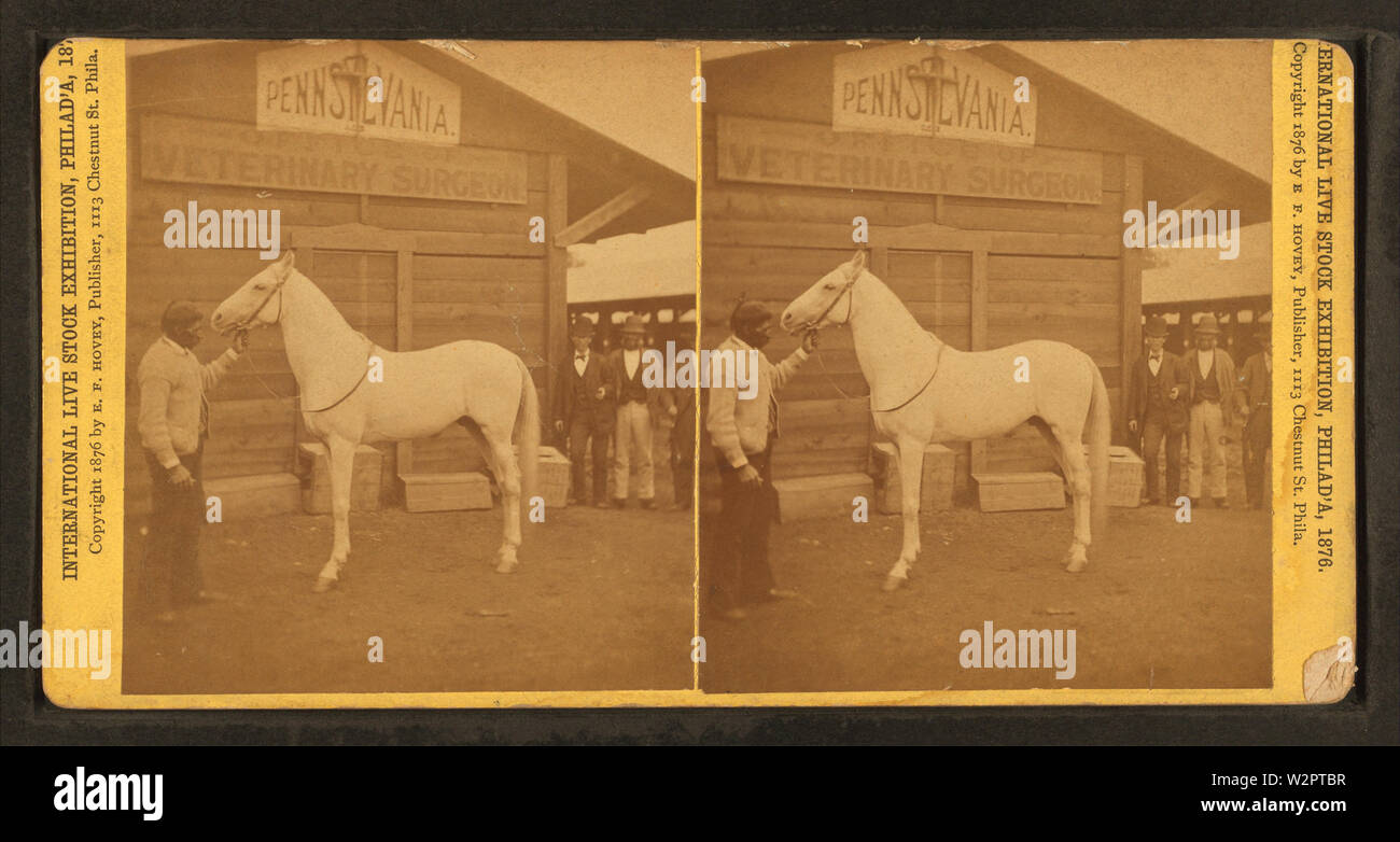 Arabian stallion (Jenifer), de Robert N Dennis collection de vues stéréoscopiques Banque D'Images