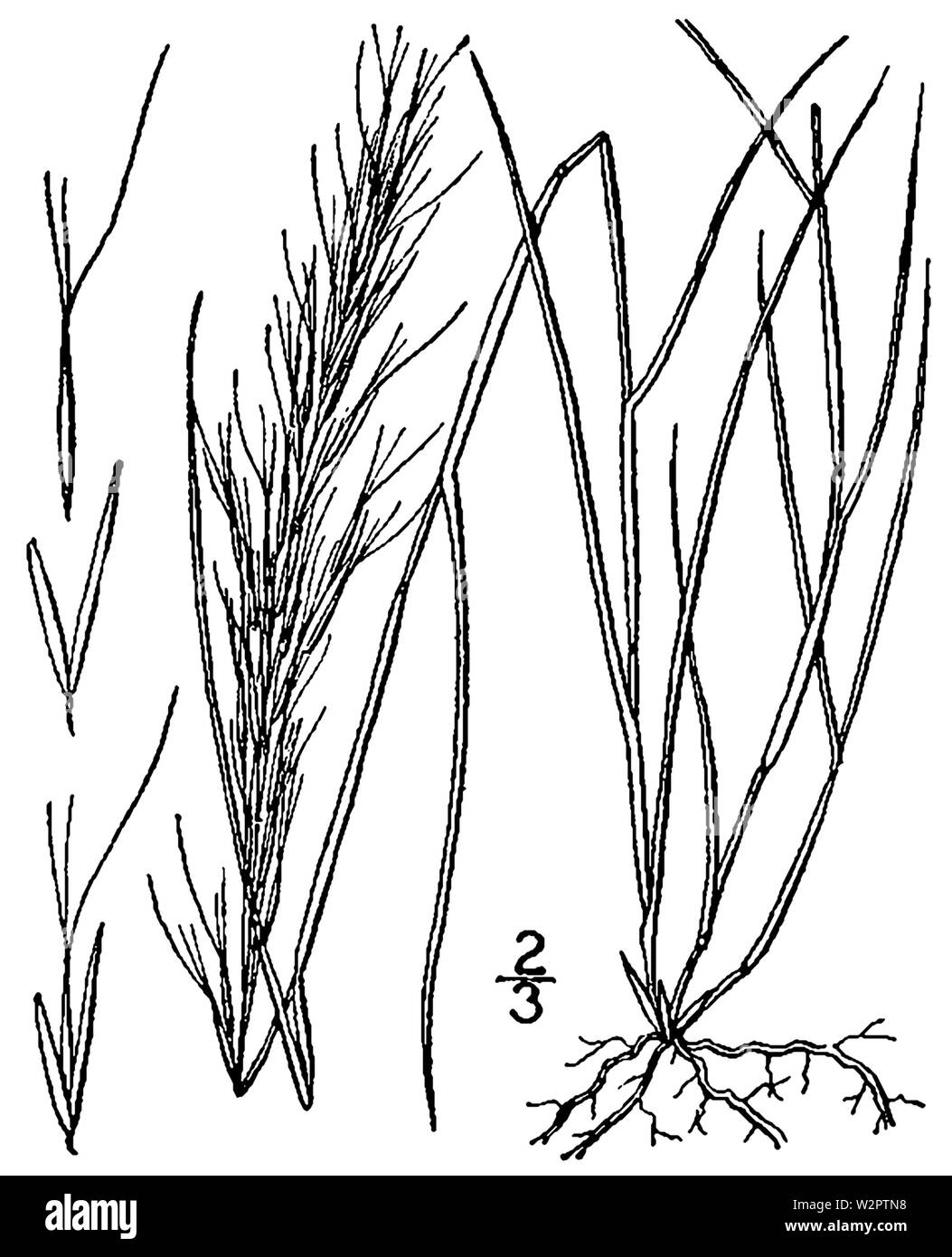 Aristida adscensionis BB-1913 Banque D'Images