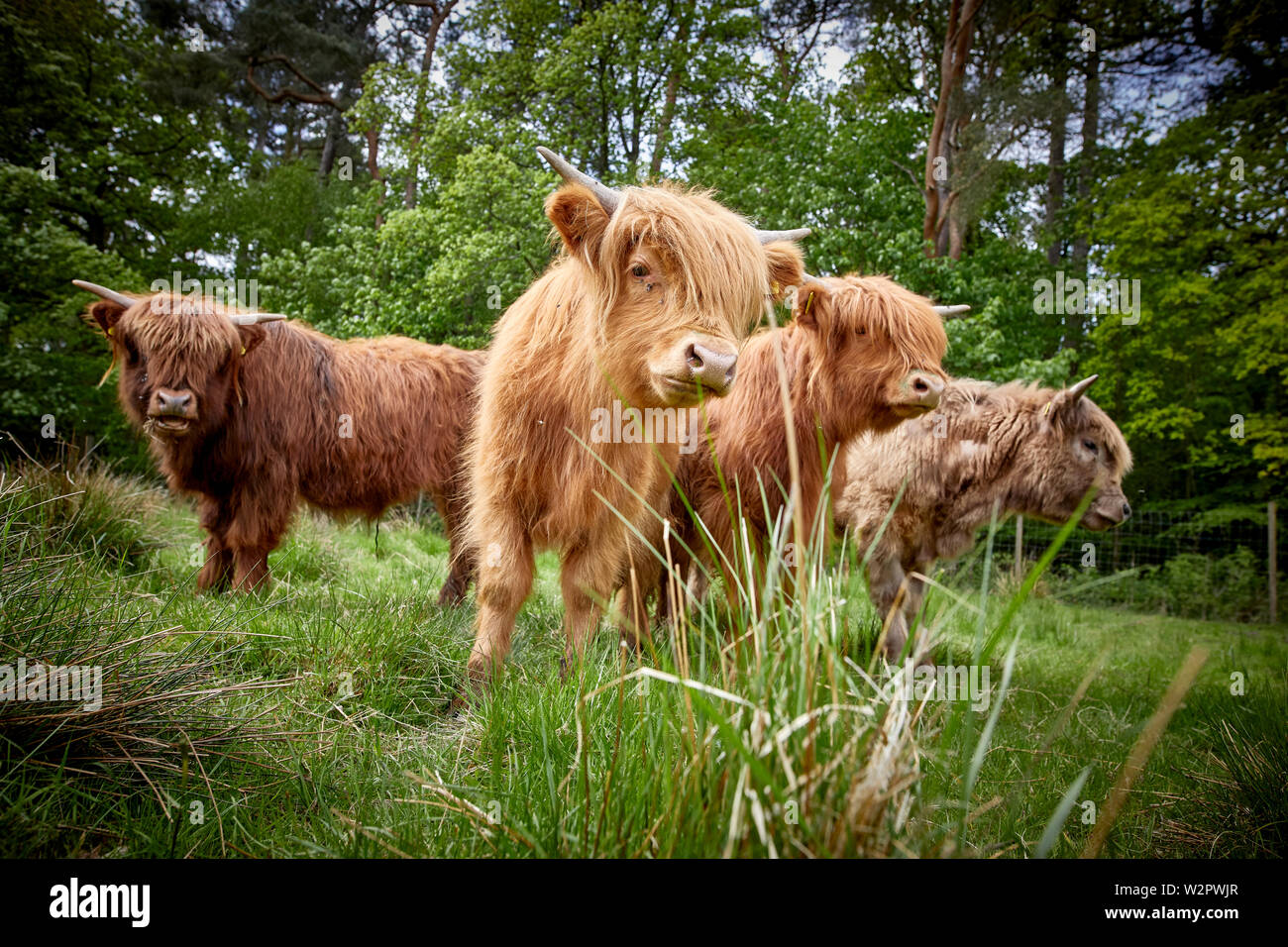 Highland cattle prendre résidence à Lyme Park estate Disley, Cheshire. Banque D'Images