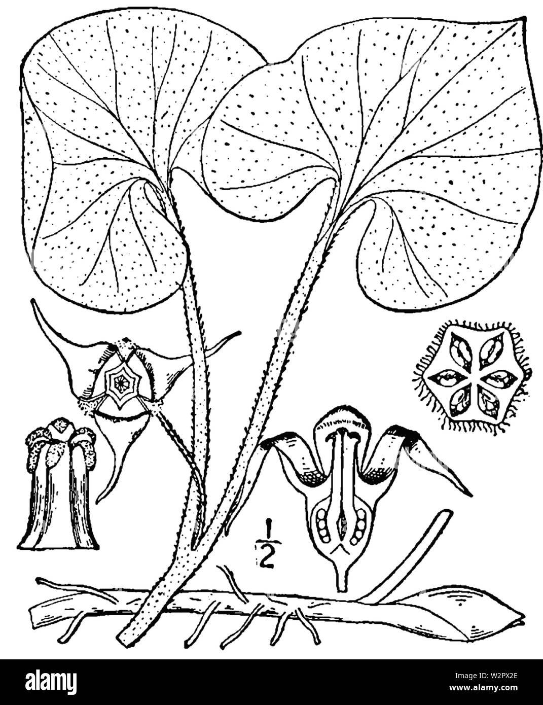Asarum canadense-linedrawing2 Banque D'Images