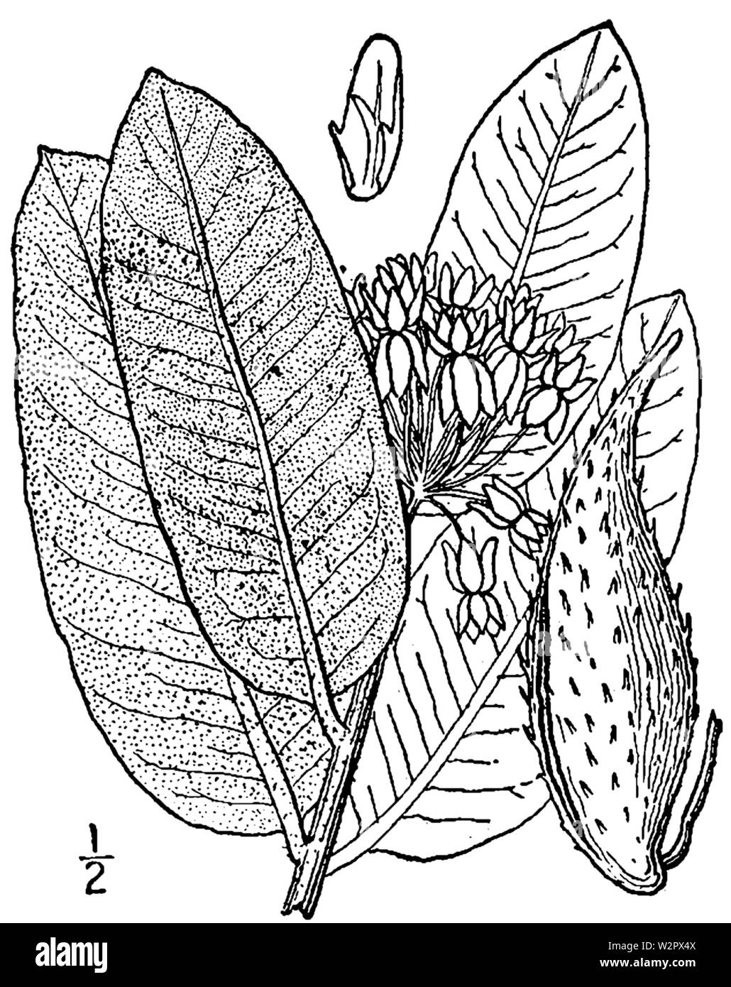 Illustration botanique d'Asclepias syriaca à partir de 1913. Banque D'Images