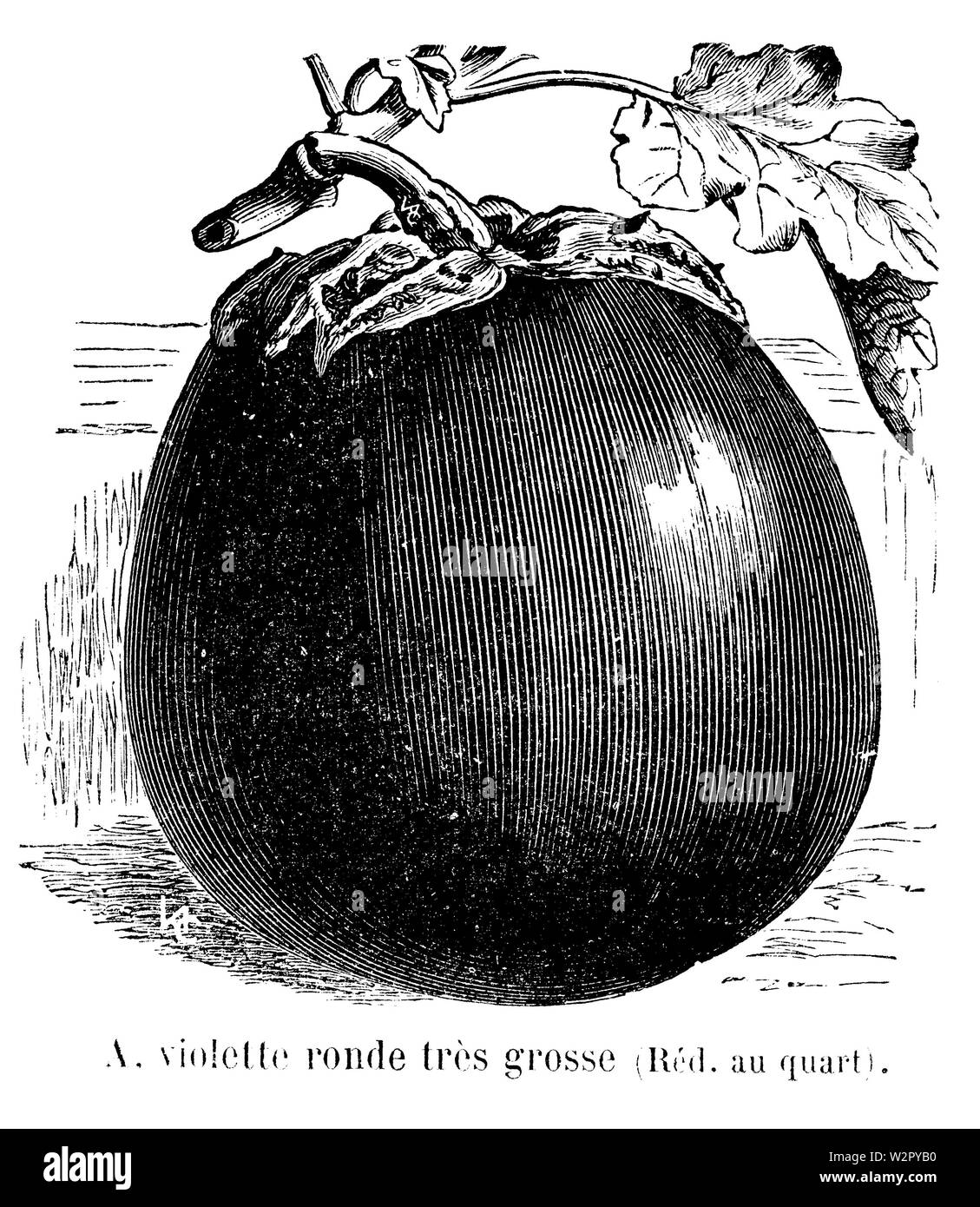 Aubergine violette ronde très grosse Vilmorin-Andrieux 1904 Banque D'Images Aubergine violette ronde très grosse Vilmorin-Andrieux 1904 Banque D'Images