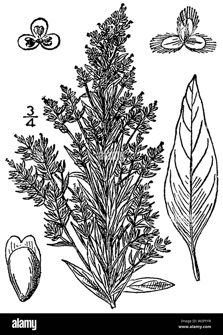 Axyris amaranthoides BB-1913 Banque D'Images