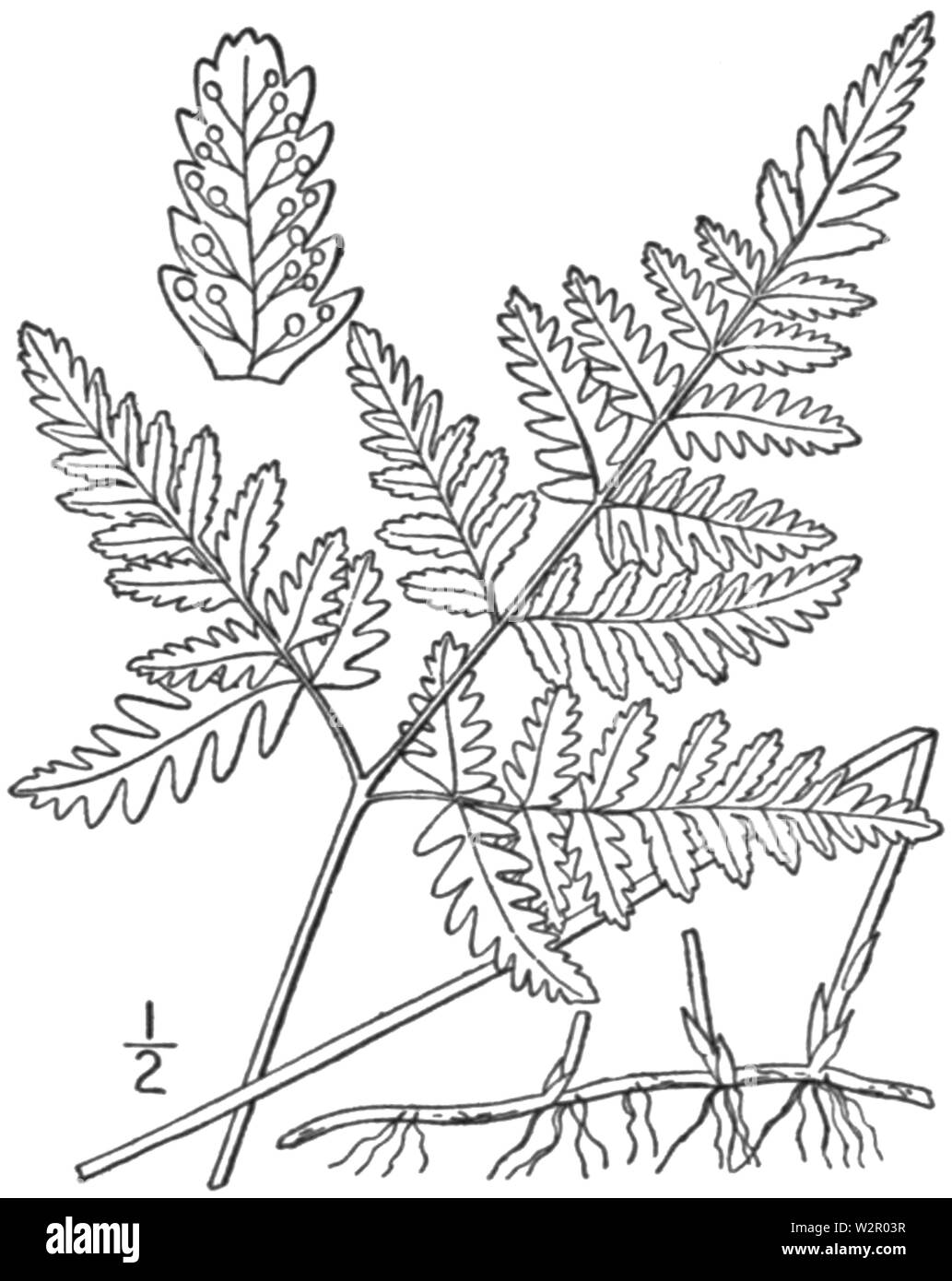 BB-0052 Dryopteris dryopteris Banque D'Images