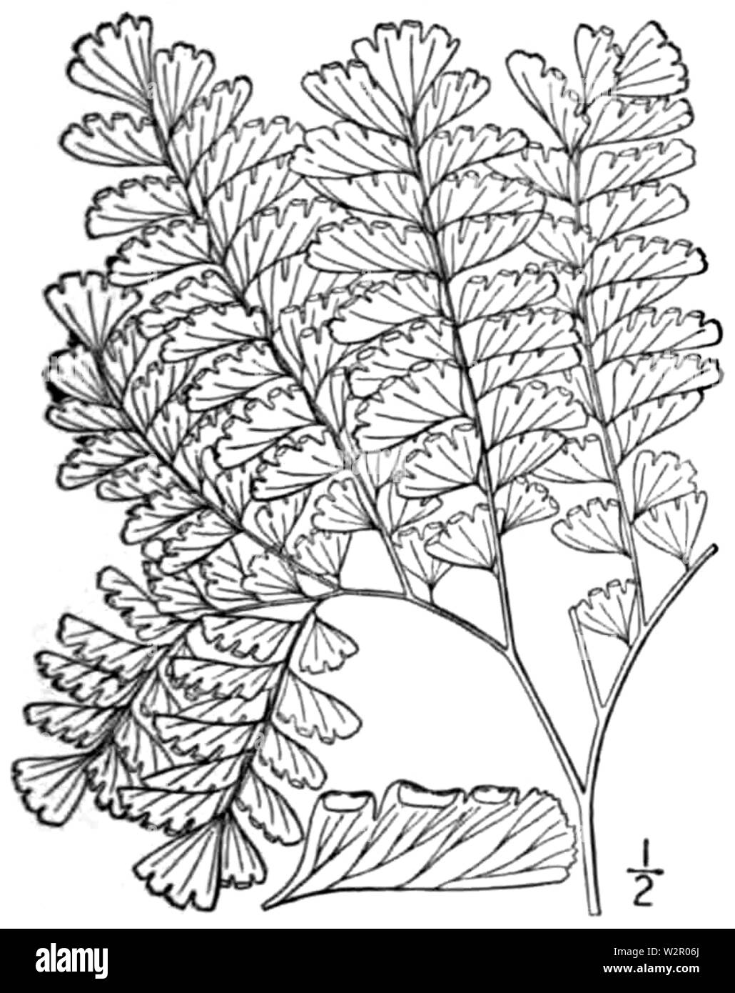 BB-0072 Adiantum pedatum Banque D'Images