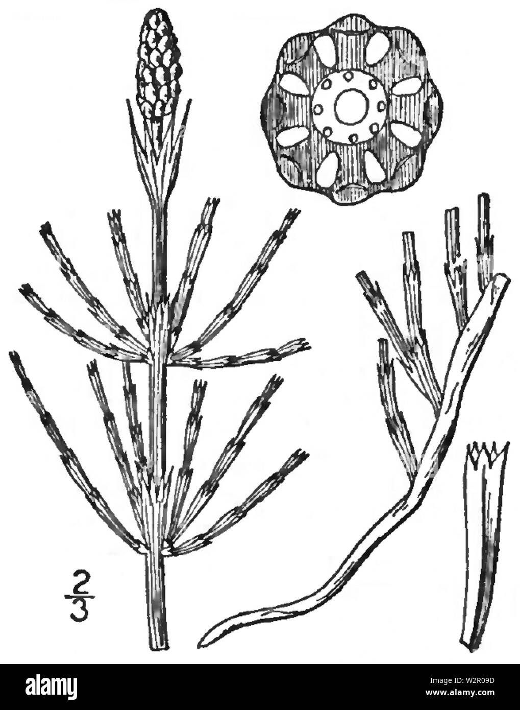 BB-0092 Equisetum palustre Banque D'Images