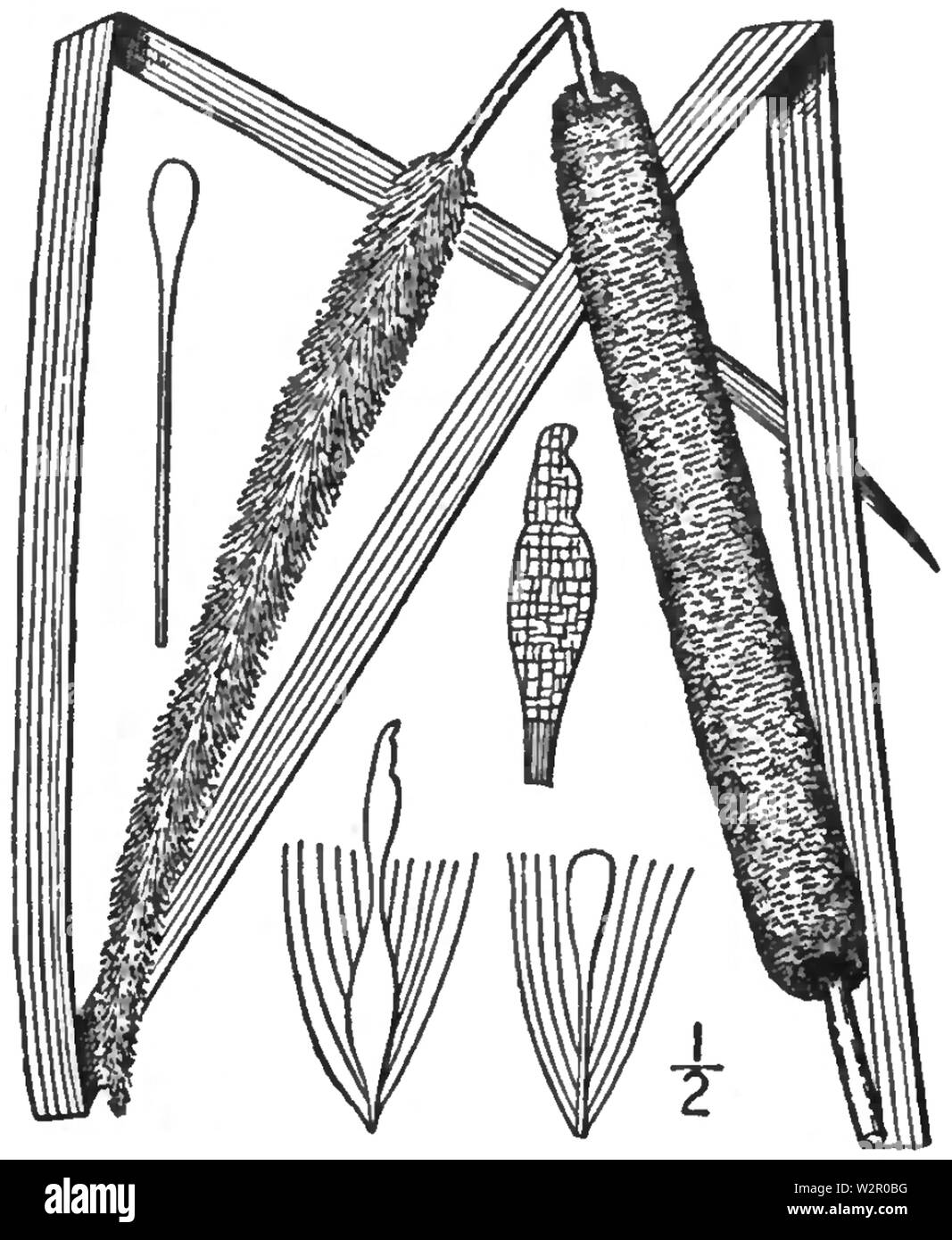 BB-0160 Typha angustifolia Banque D'Images