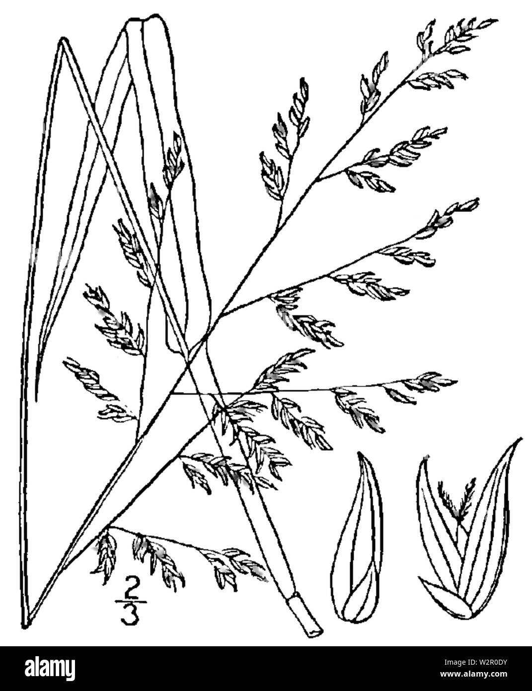 BB-0324 Panicum anceps Banque D'Images