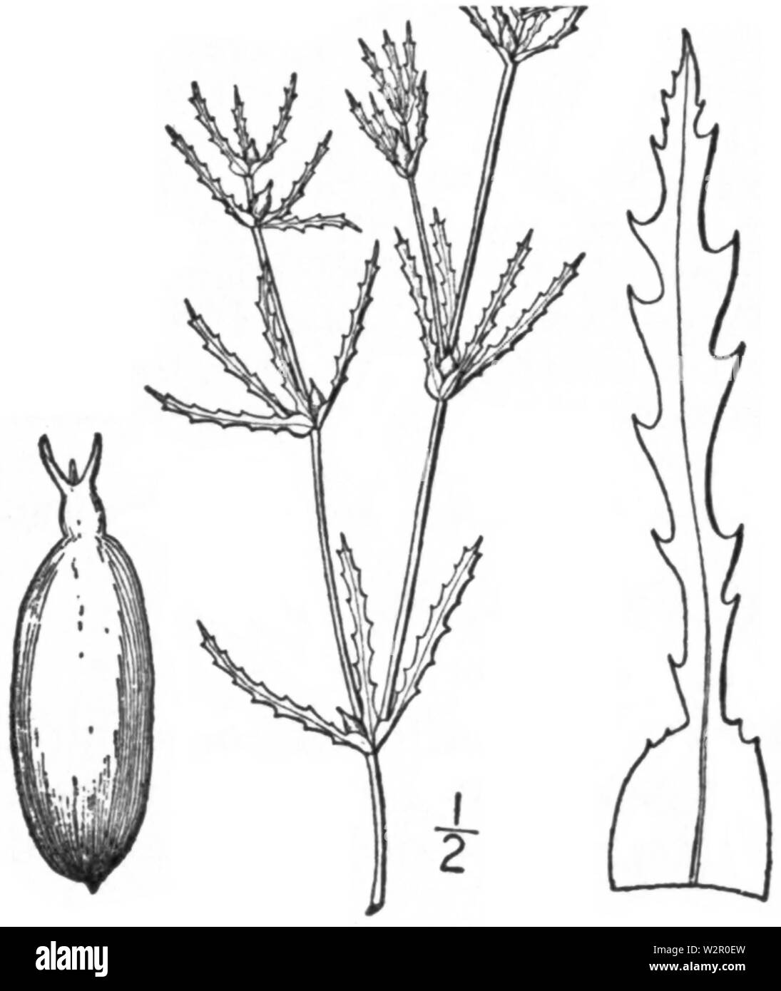 BB-0212 Naias marina Banque D'Images