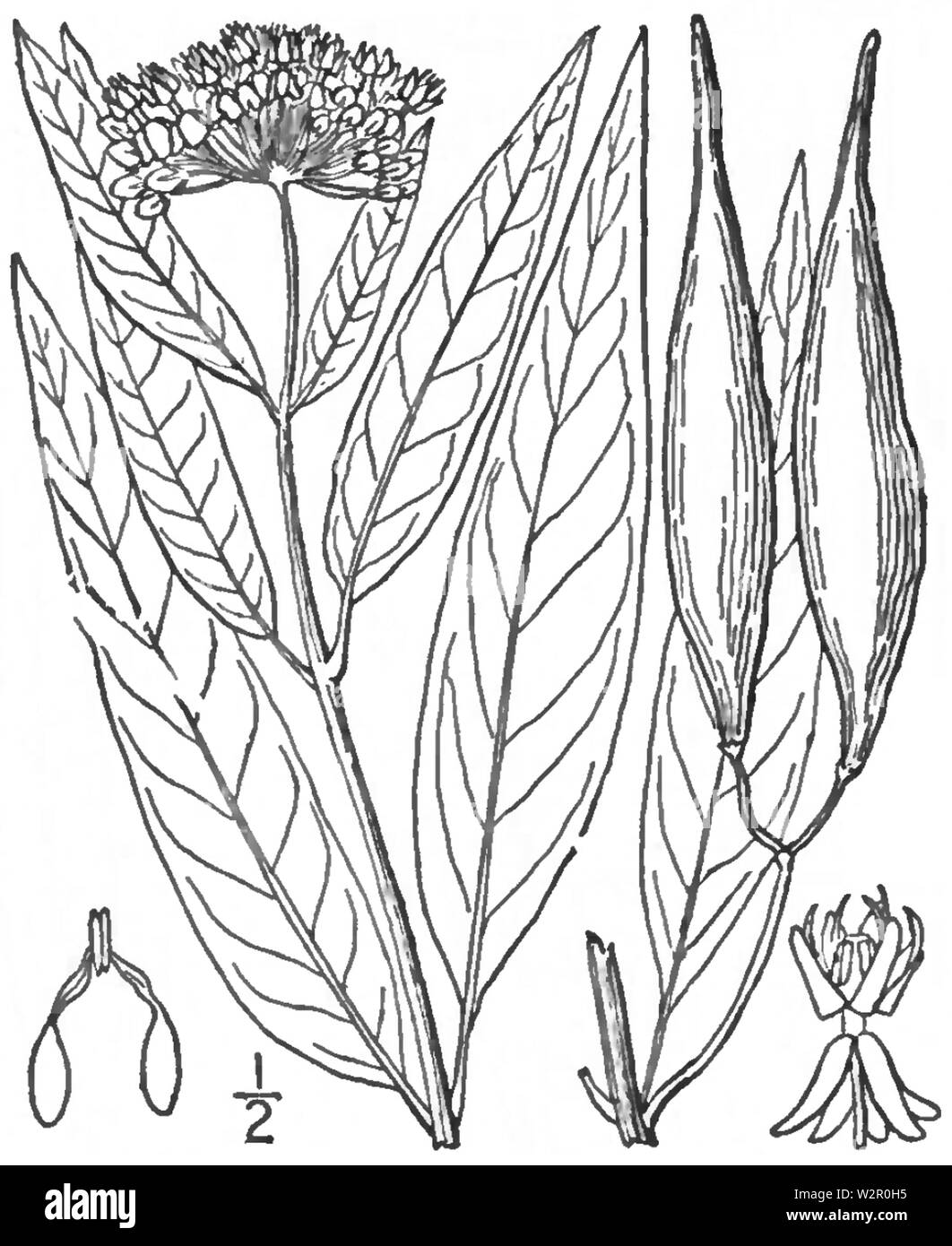 BB-3388 Asclepias incarnata Banque D'Images