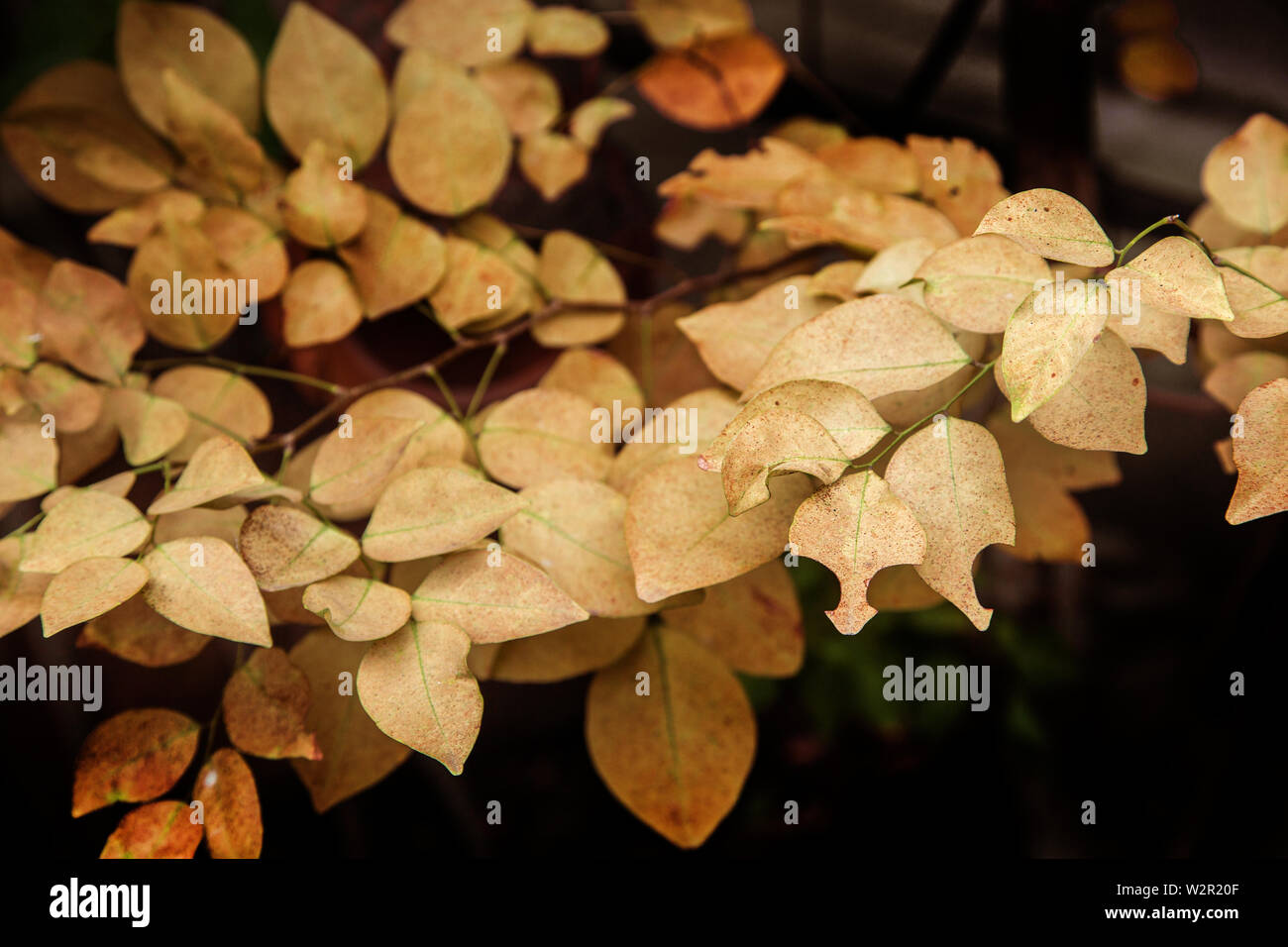 Feuille jaune sur l'arbre en automne pour la nature background Banque D'Images