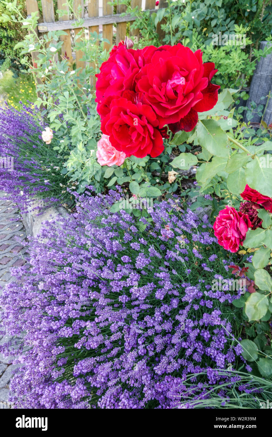 Rose lavande, cottage bordure de jardin parfumé plantes jardin d'été Banque D'Images