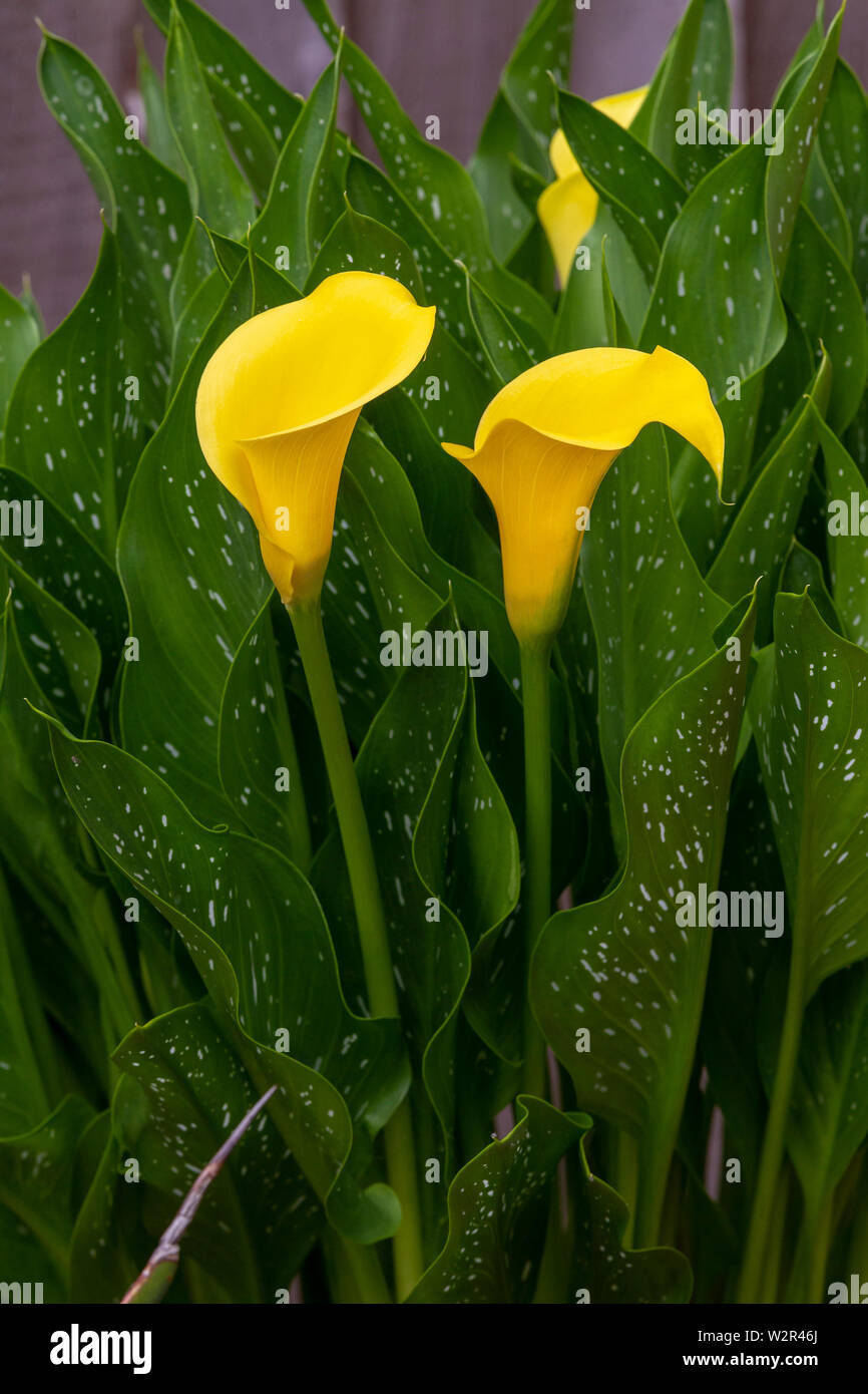 Yellow calla lily Banque de photographies et d'images à haute résolution -  Alamy