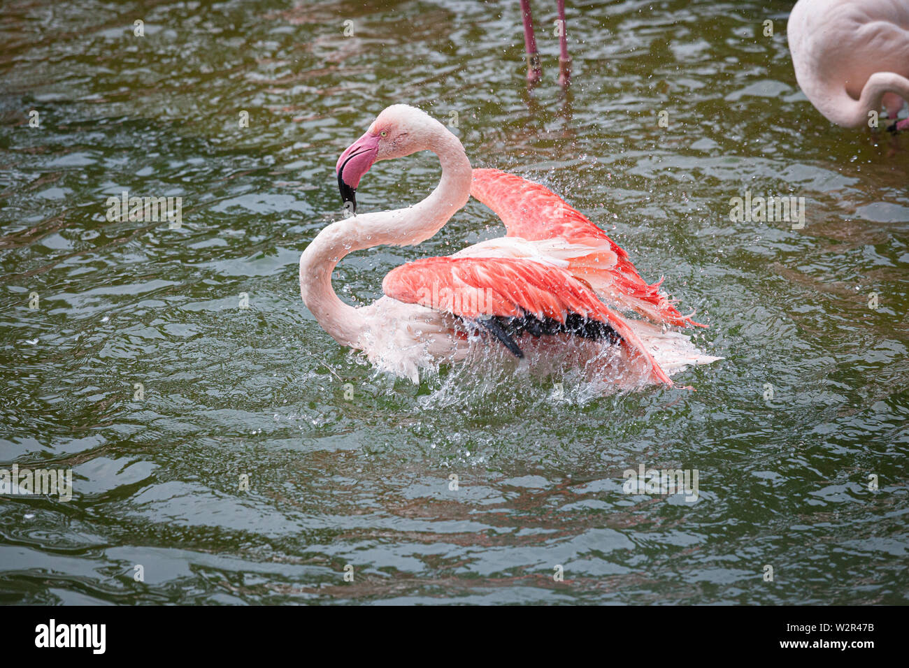 Flamingo rouge prendre un bain Banque D'Images