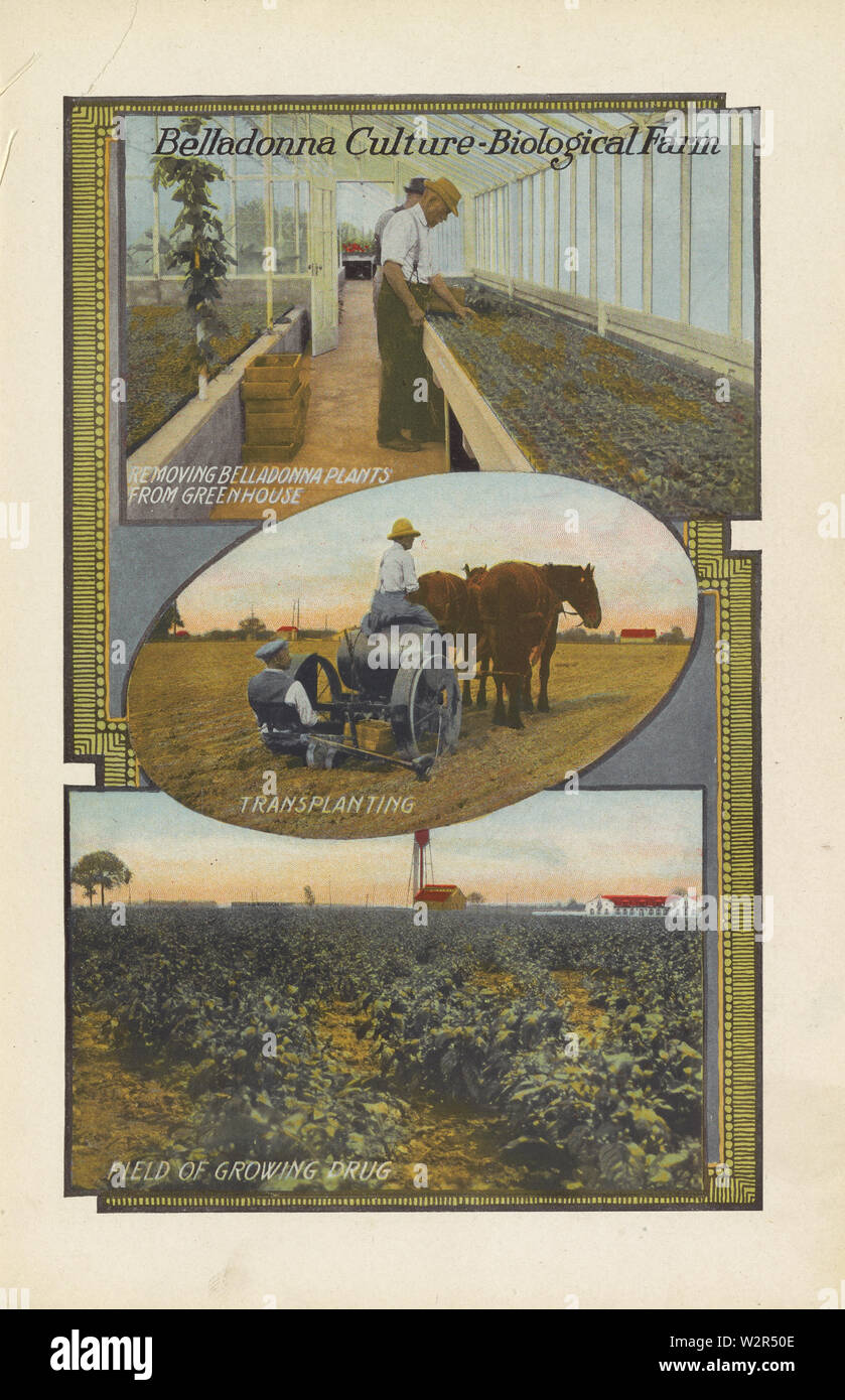 Belladonna Culture - Ferme biologique ; Eli Lilly and Company. "Belladonna Culture - Ferme biologique" de l'encre sur du papier, de la main Livre de pharmacie et thérapeutique. Indianapolis, Indiana, c1919. Une impression couleur à partir de trois photos de plus en plus de gaz à effet de champ à belladonna. Eli Lilly and Company's de laboratoires de bâtiment peut être vu dans l'arrière-plan. Eli Lilly and Company a couru la ferme expérimentale d'essayer de propager les plantes médicaments plus puissant que ceux importés de l'Europe. Belladonna peut lire : Culture - Ferme biologique / DÉPOSE BELLADONNA PLANTES DE SERRE, repiquage, Banque D'Images