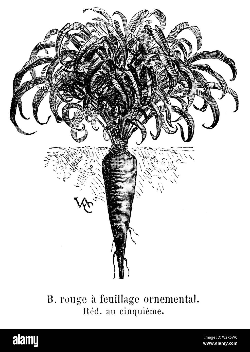 Betterave rouge à feuillage ornemental Vilmorin-Andrieux 1904 Banque D'Images