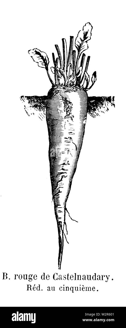 Betterave rouge de Castelnaudary Vilmorin-Andrieux 1904 Banque D'Images