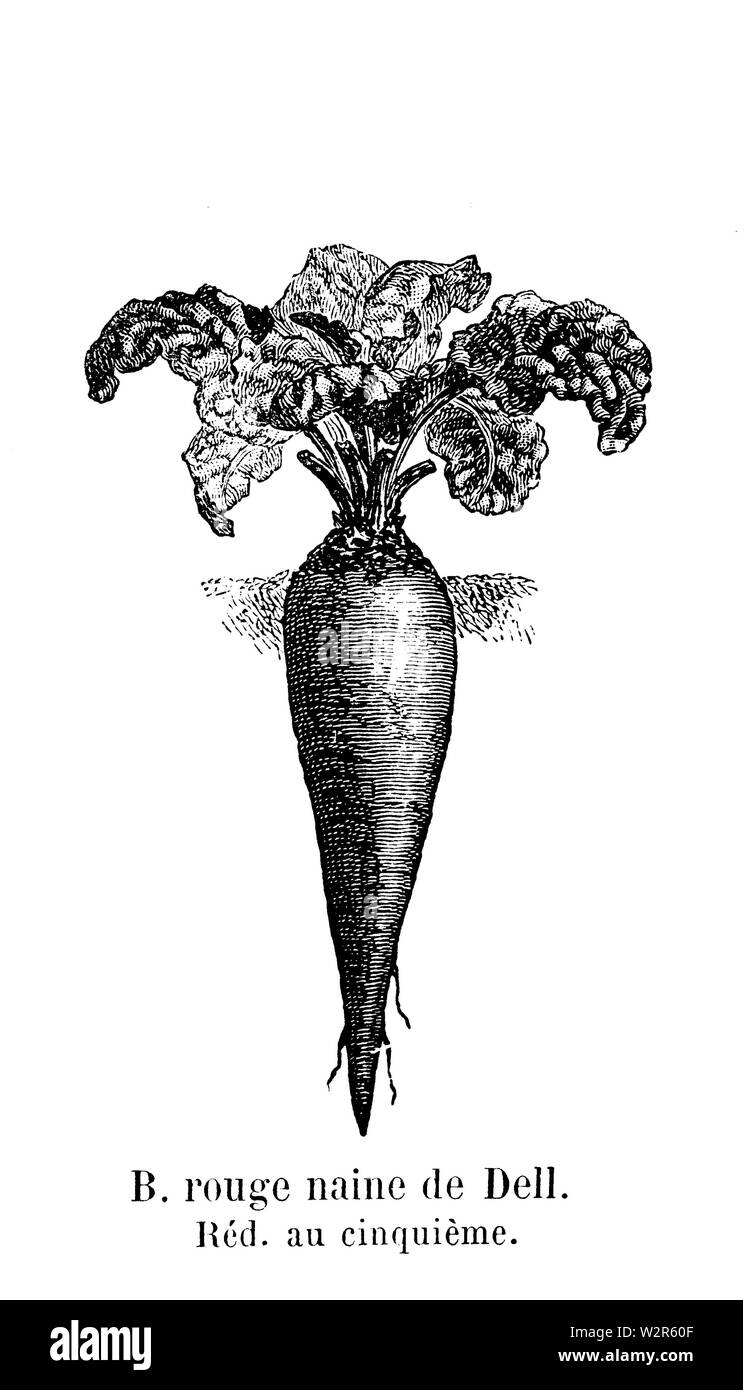 Betterave rouge naine de Vilmorin-Andrieux Dell 1904 Banque D'Images