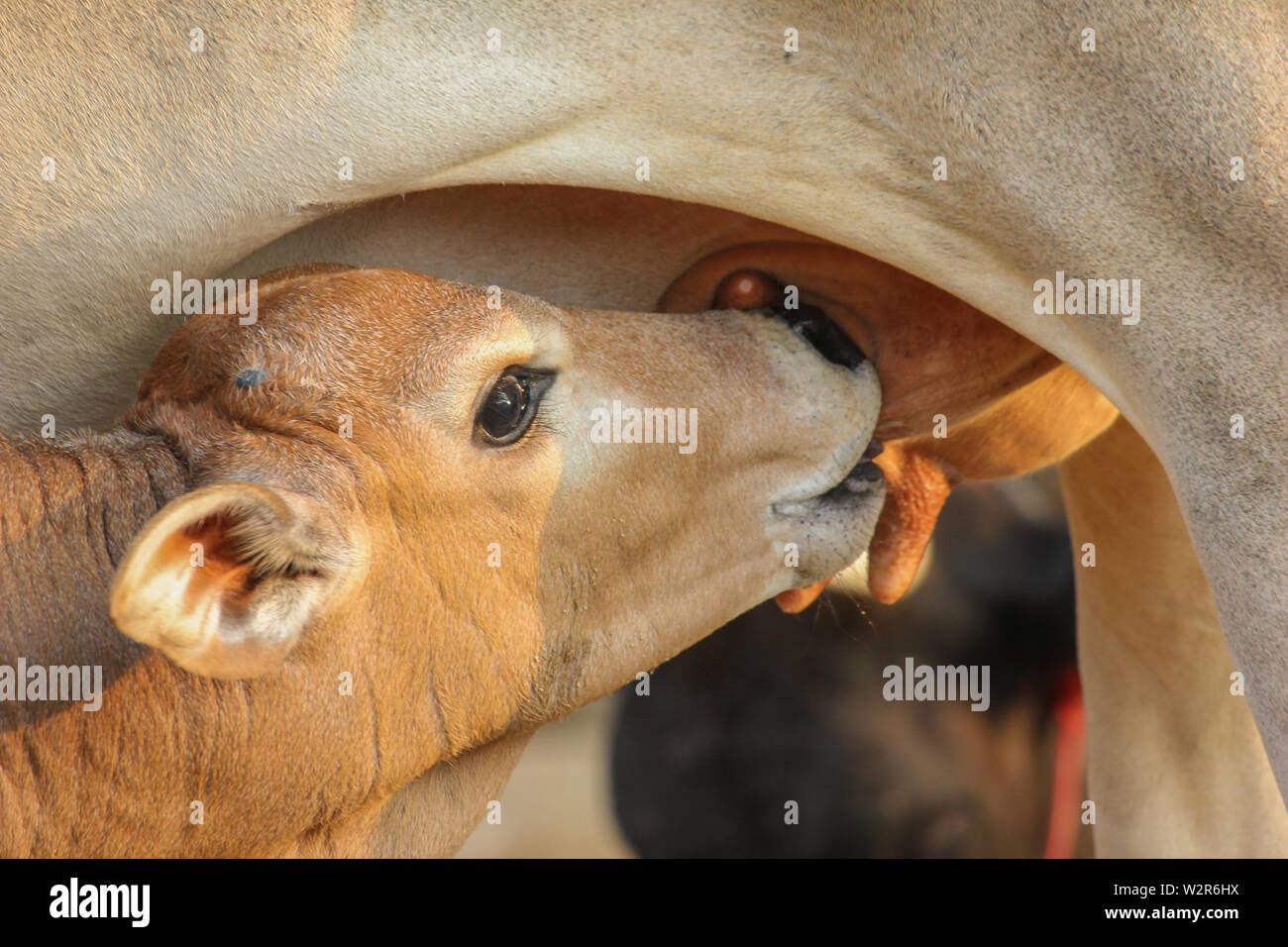 La consommation de lait de vache veau pis du veau desi . Profil de se nourrir de son lait des mères . Banque D'Images
