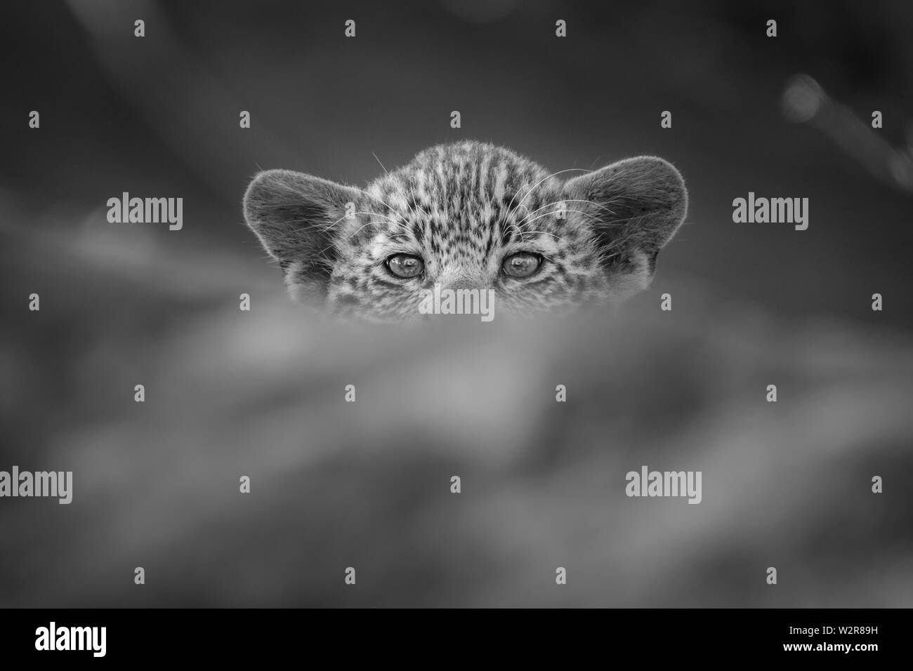 Un leopard cub, Panthera pardus, sommets de plus d'un journal, d'une gaze, en noir et blanc. Banque D'Images