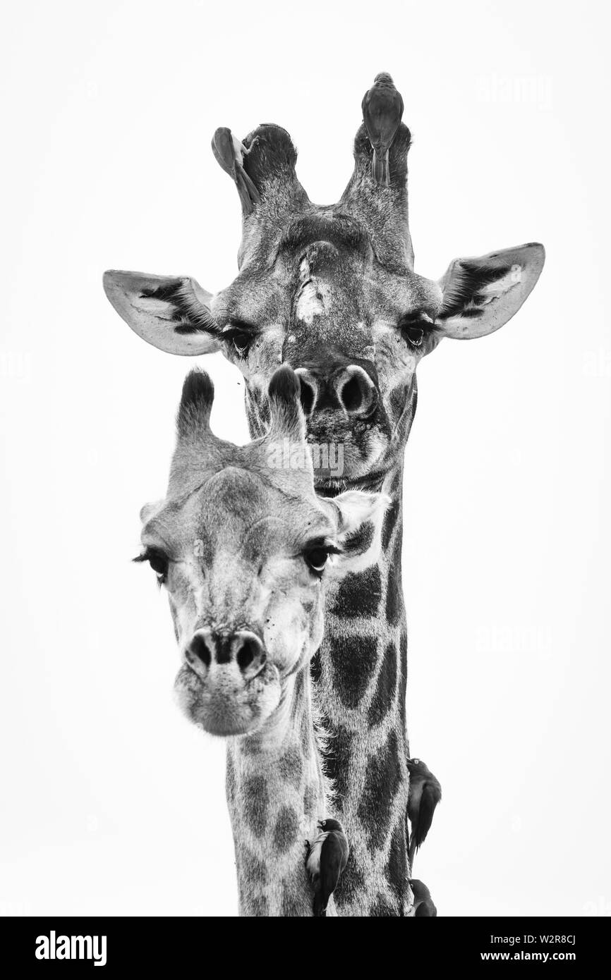 Un homme et une femme d'Afrique du Sud, la tête de girafe Giraffa camelopardalis giraffa, et deux oiseaux, à bec rouge, Buphagus erythrorhynchus oxpeckers, par Banque D'Images