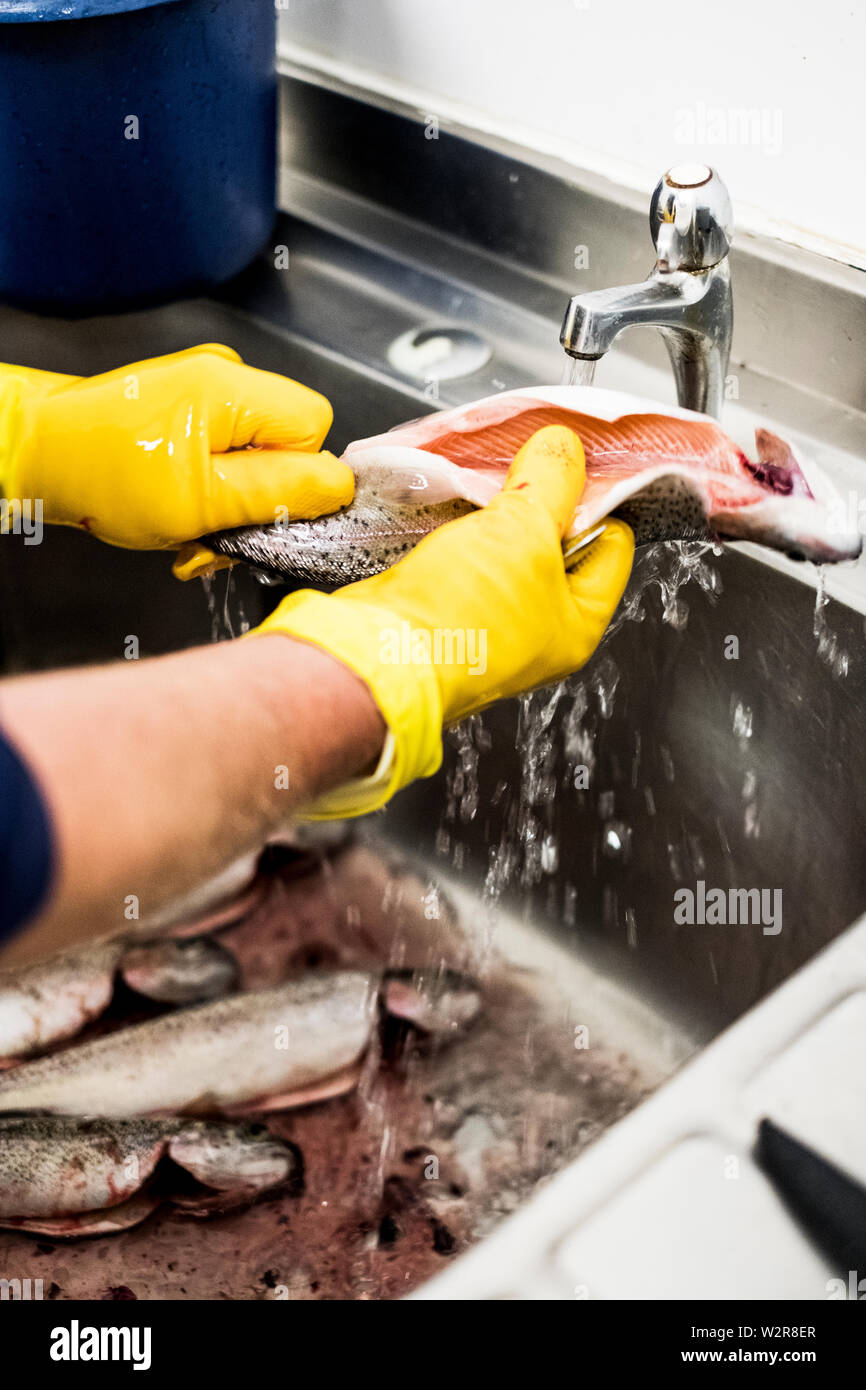 Close up de personne portant des gants de caoutchouc jaune frais de nettoyage la truite dans un évier en métal. Banque D'Images