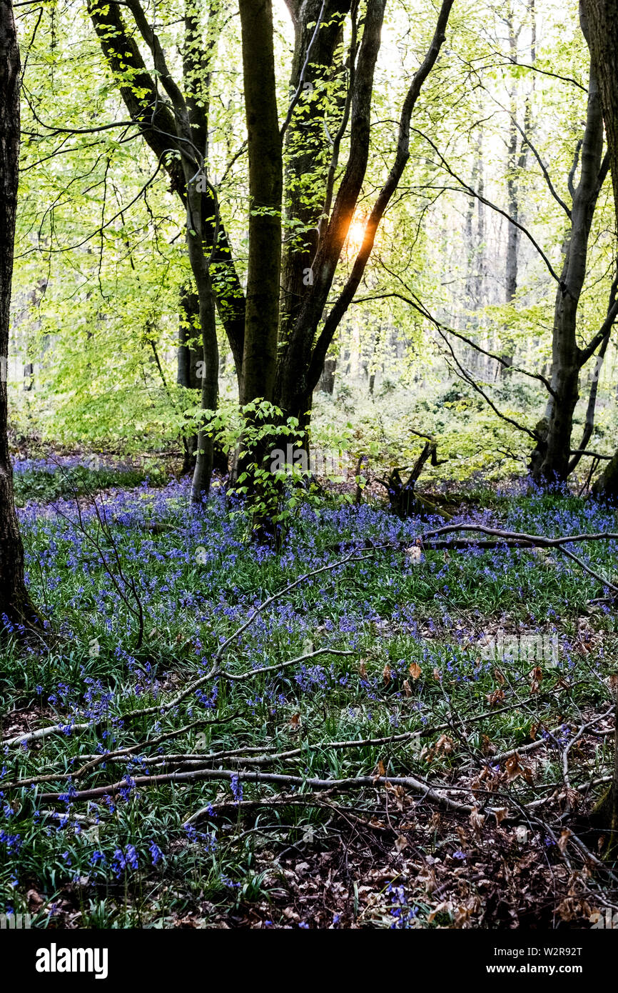 Tapis de jacinthes dans une forêt au printemps. Banque D'Images