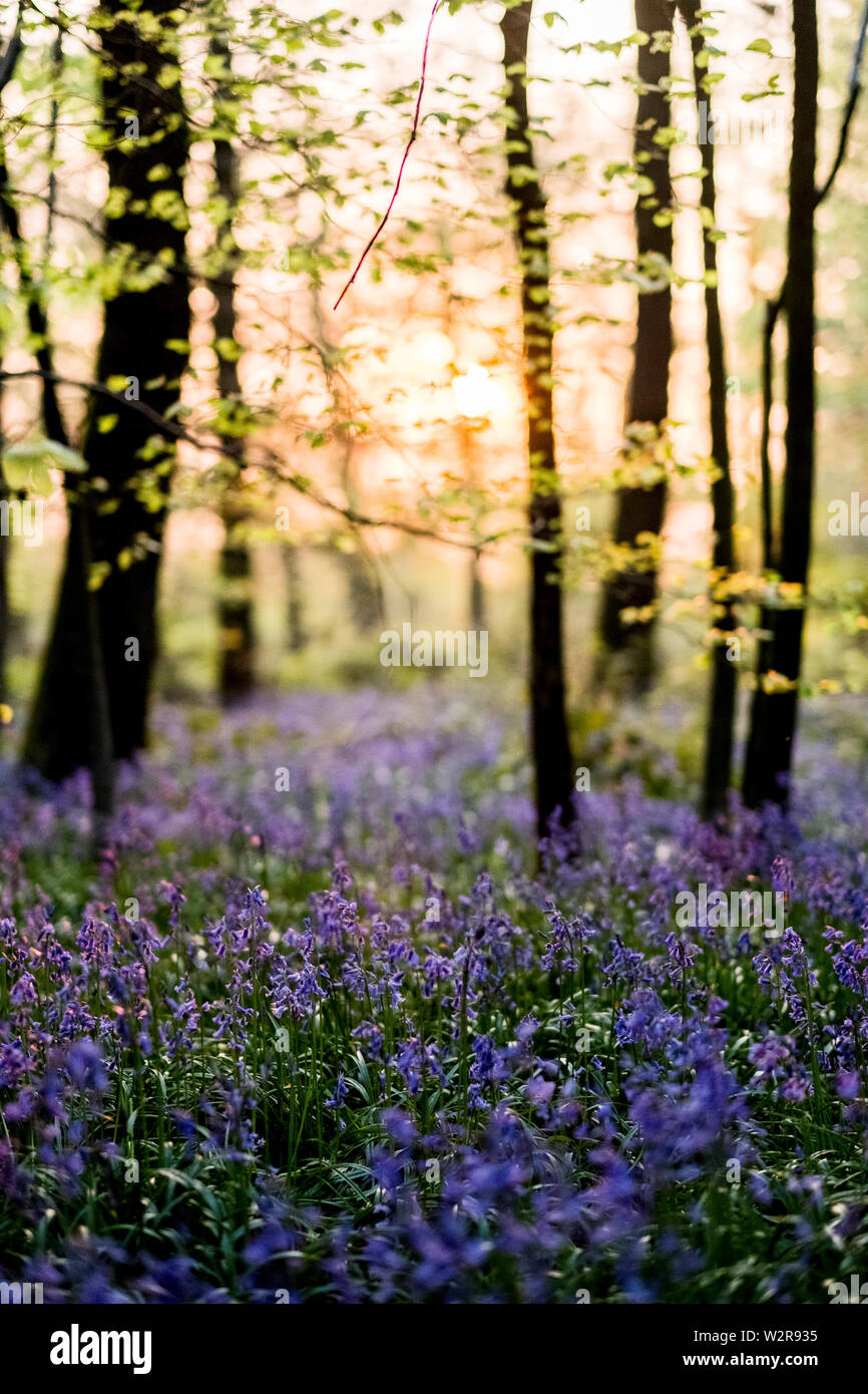 Tapis de jacinthes dans une forêt au printemps. Banque D'Images