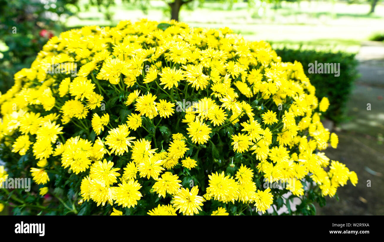 Bouquet de fleurs jaune Banque D'Images