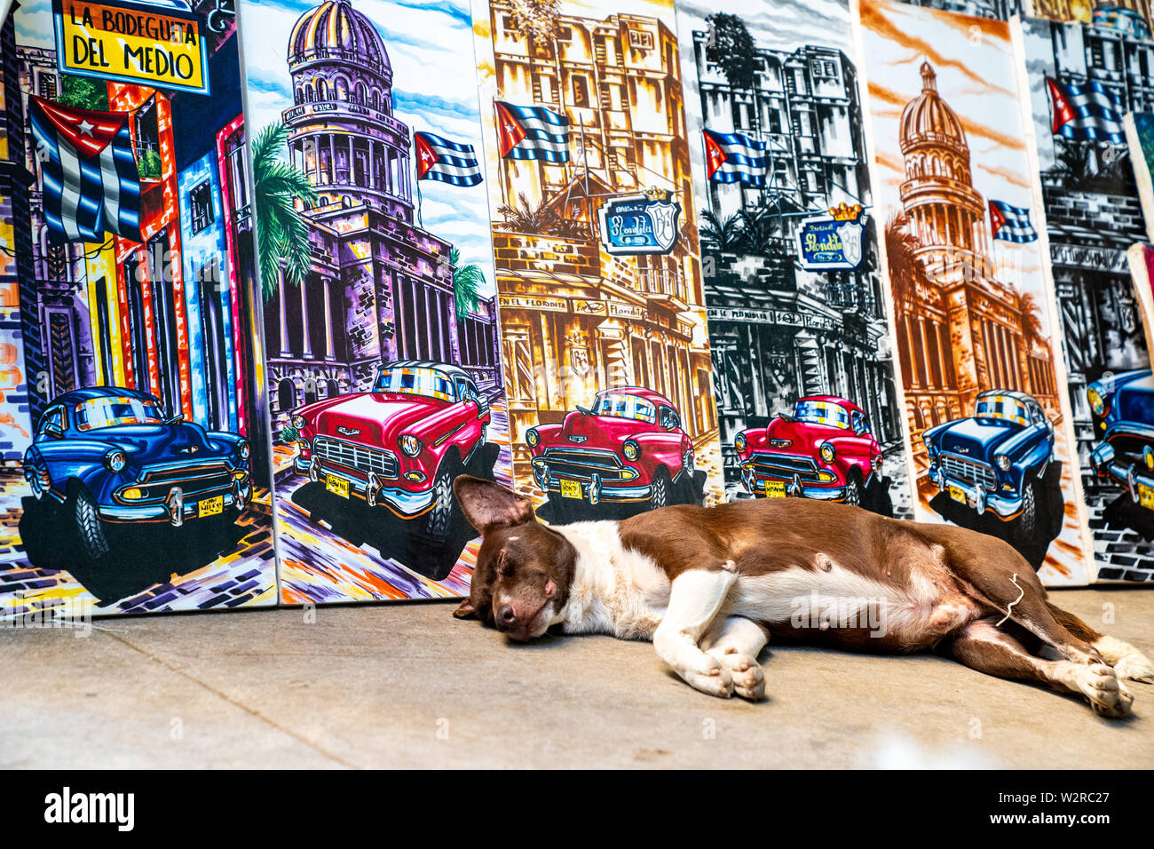 Plaza de la Catedral, La Havane, Cuba - 2 janvier 2019 : un chien cubains se repose près de belles peintures sur toile d'artistes cubains. Banque D'Images