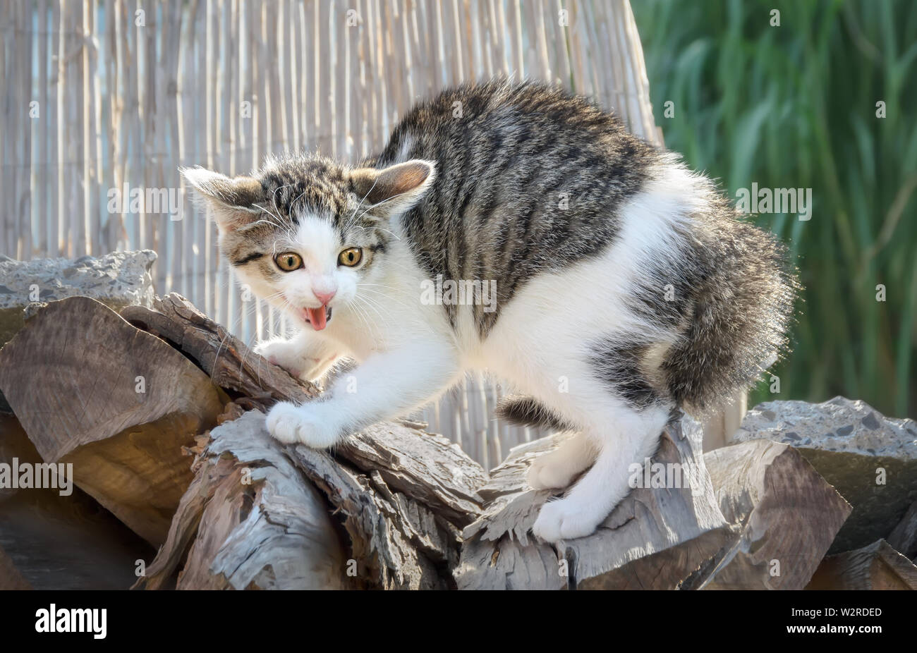 Peur d'un jeune chaton, un Européen blanc tabby Shorthair, arches son dos et le sifflement, le chat a yeux, oreilles et l'arrière-goupillés gonflée sa fourrure Banque D'Images