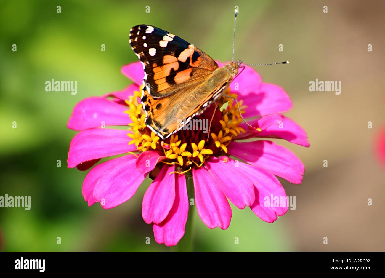 Papillon sur une fleur gerbera daisy dans le jardin Banque D'Images