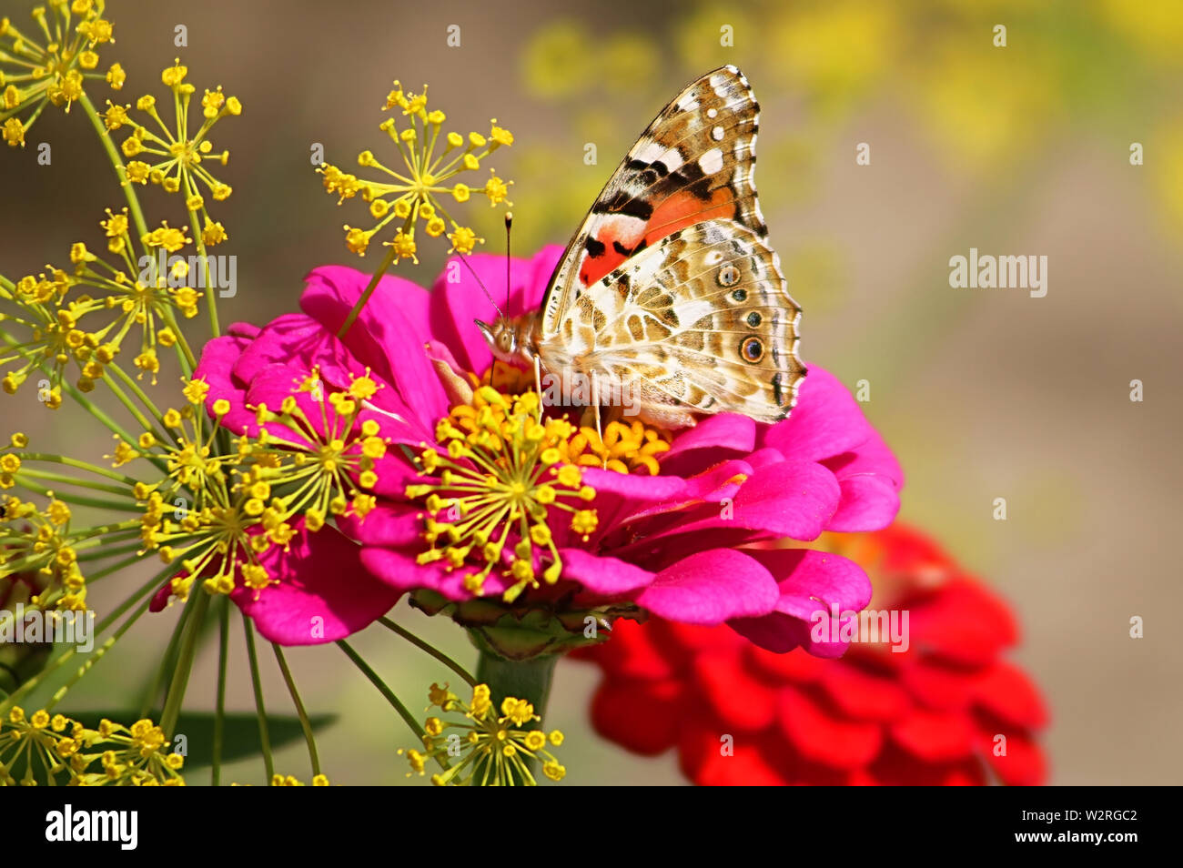 Papillon sur une fleur gerbera daisy dans le jardin Banque D'Images