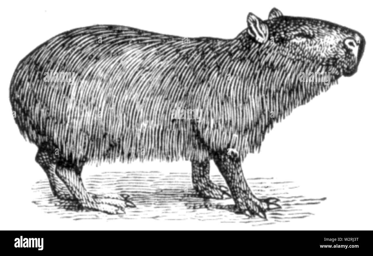 Le capybara Banque d