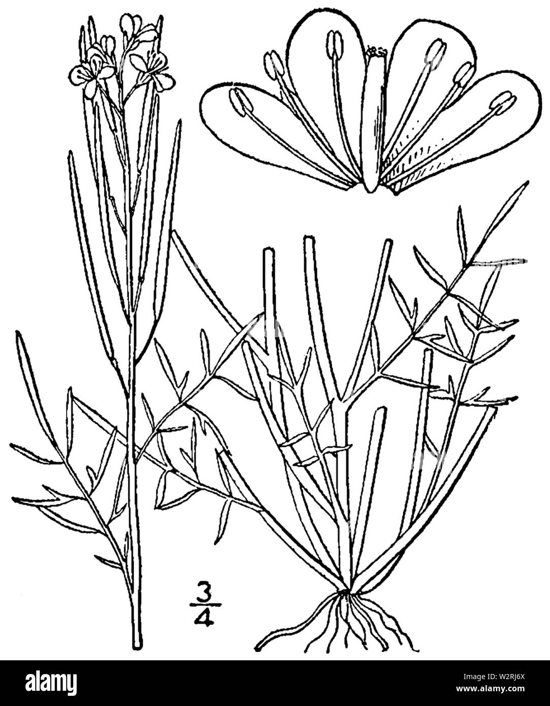 Cardamine parviflora var arenicola BB-1913 Banque D'Images