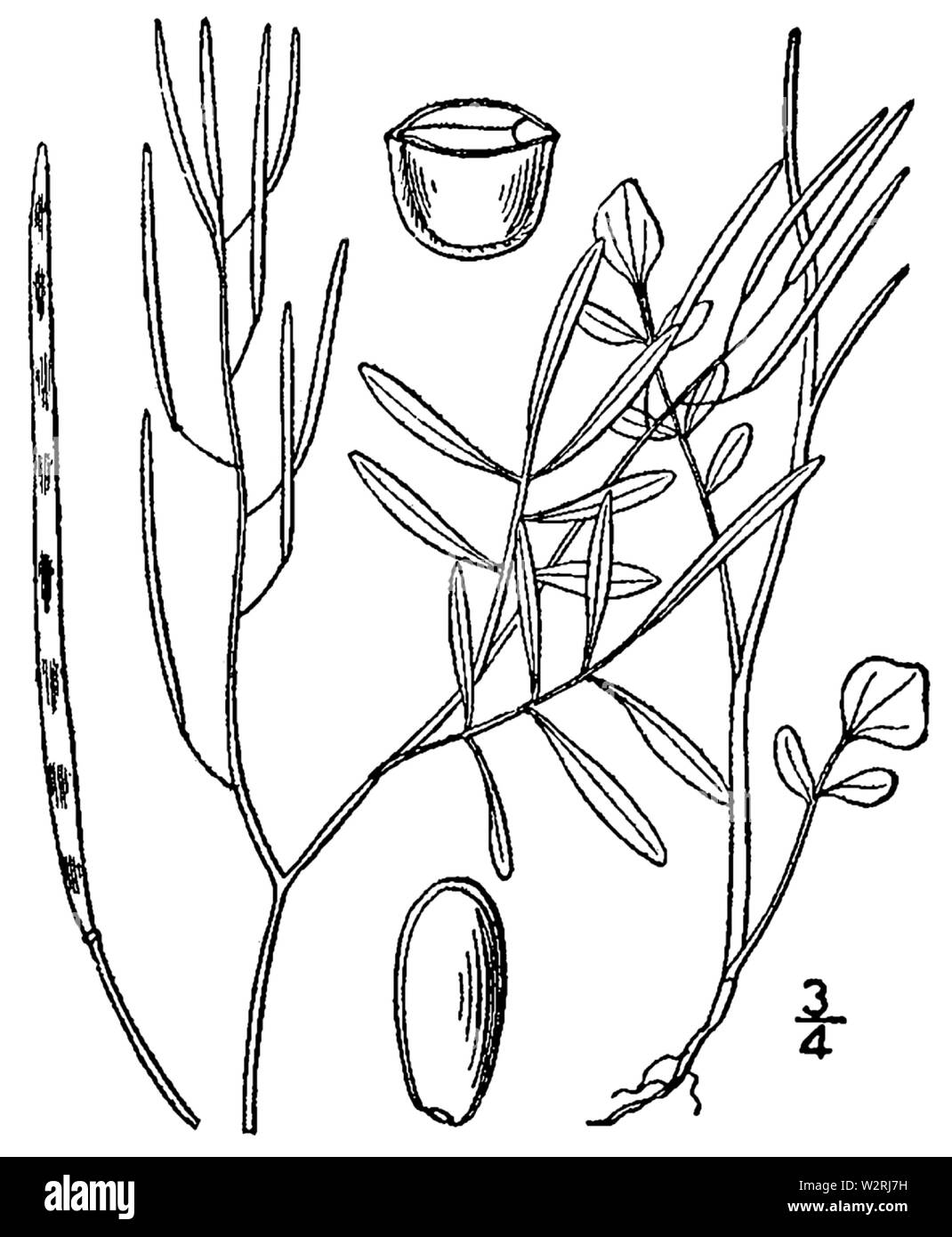 Cardamine parviflora var parviflora BB-1913 Banque D'Images