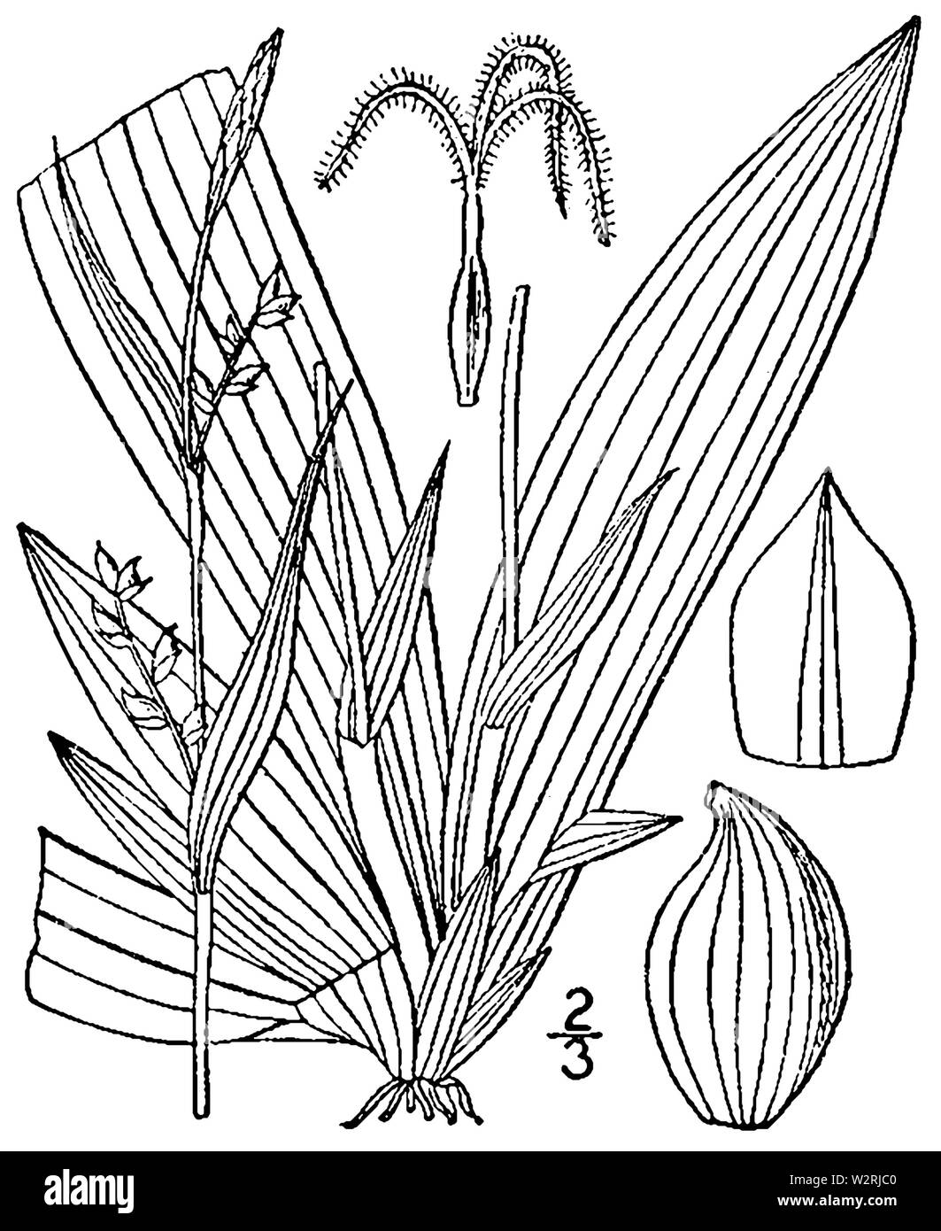 Carex platyphylla BB-1913 Banque D'Images