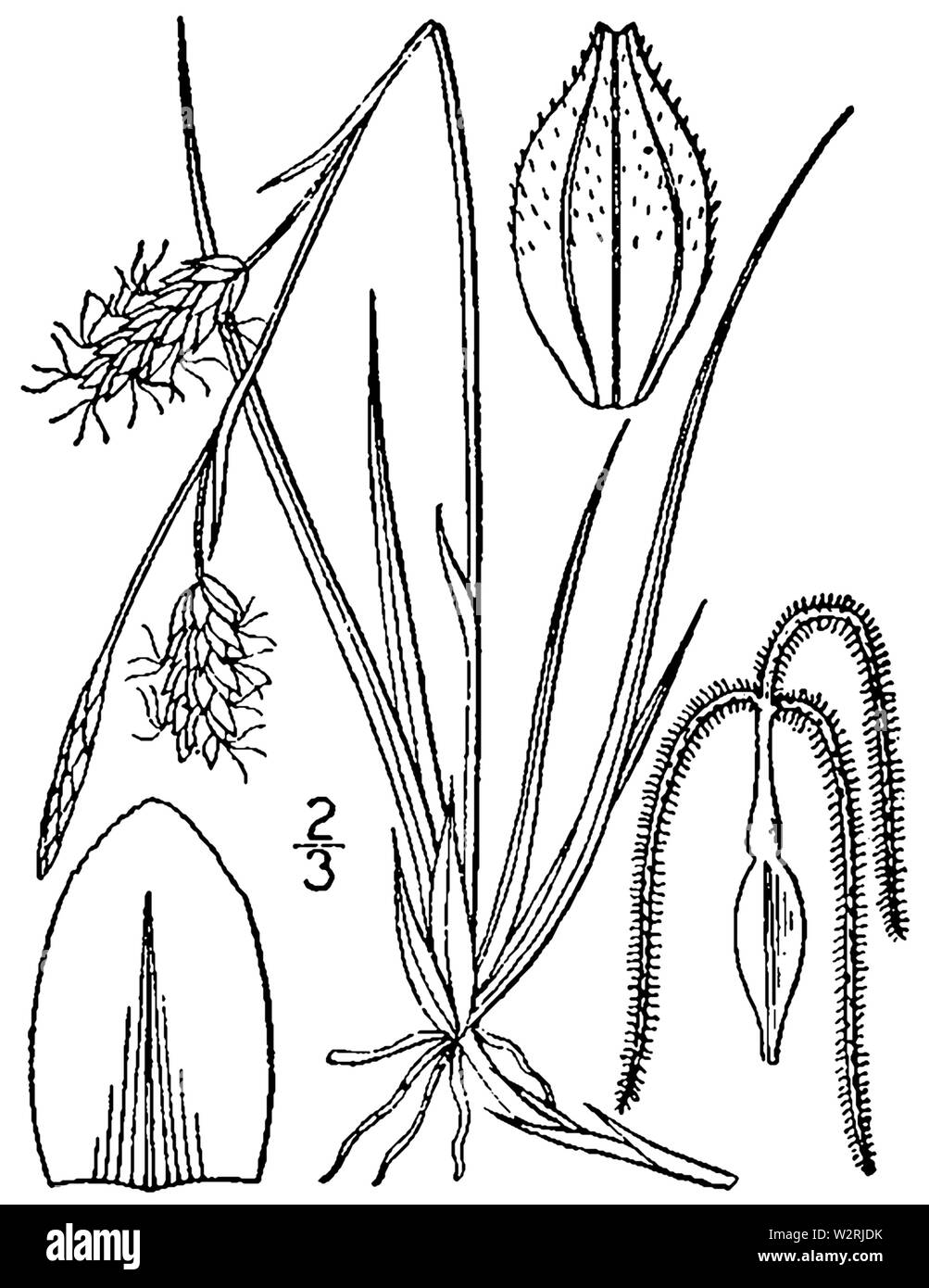 Carex richardsonii BB-1913 Banque D'Images
