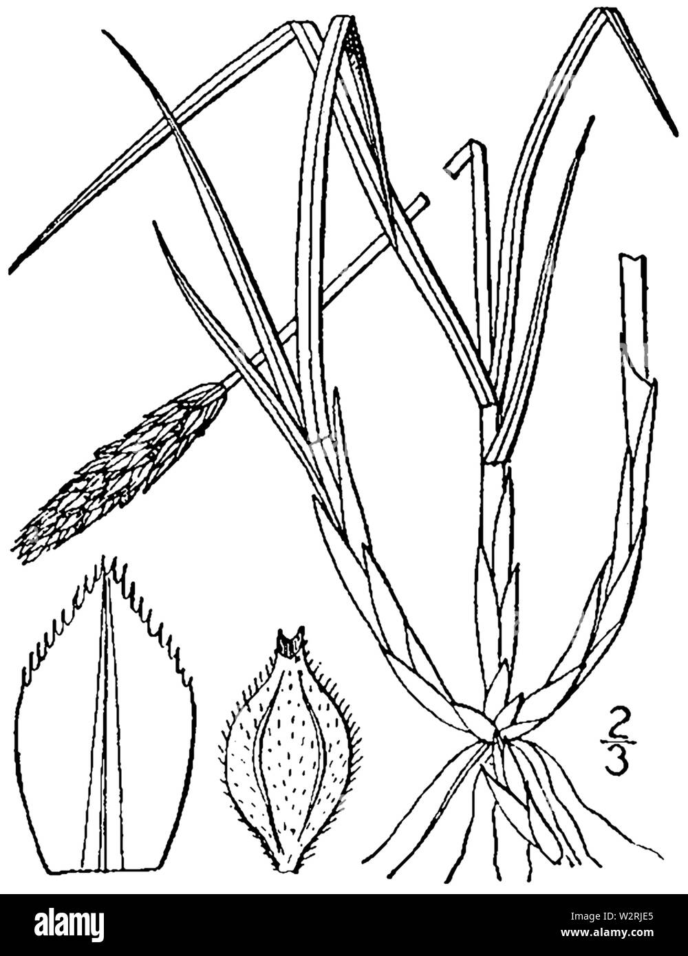 Carex scirpoidea dimensions 1 Banque D'Images