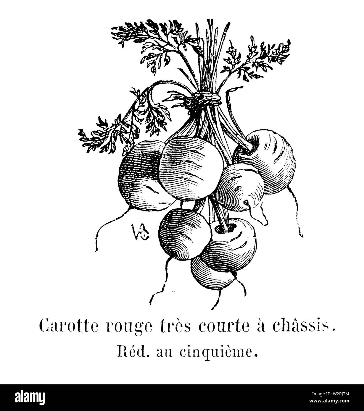 Carotte rouge très courte à châssis Vilmorin-Andrieux 1904 Banque D'Images