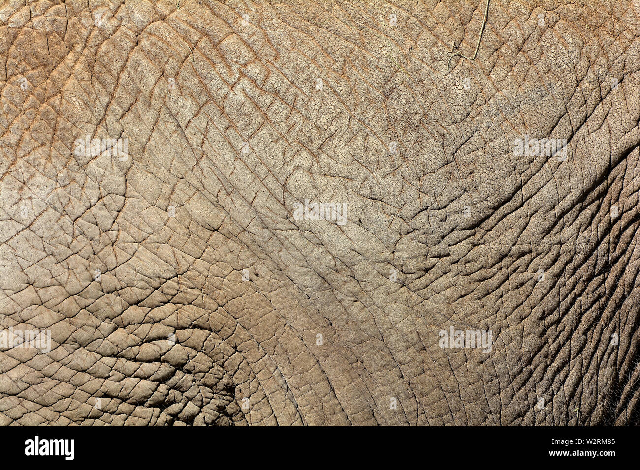 Close-up de la peau d'un éléphant Banque D'Images