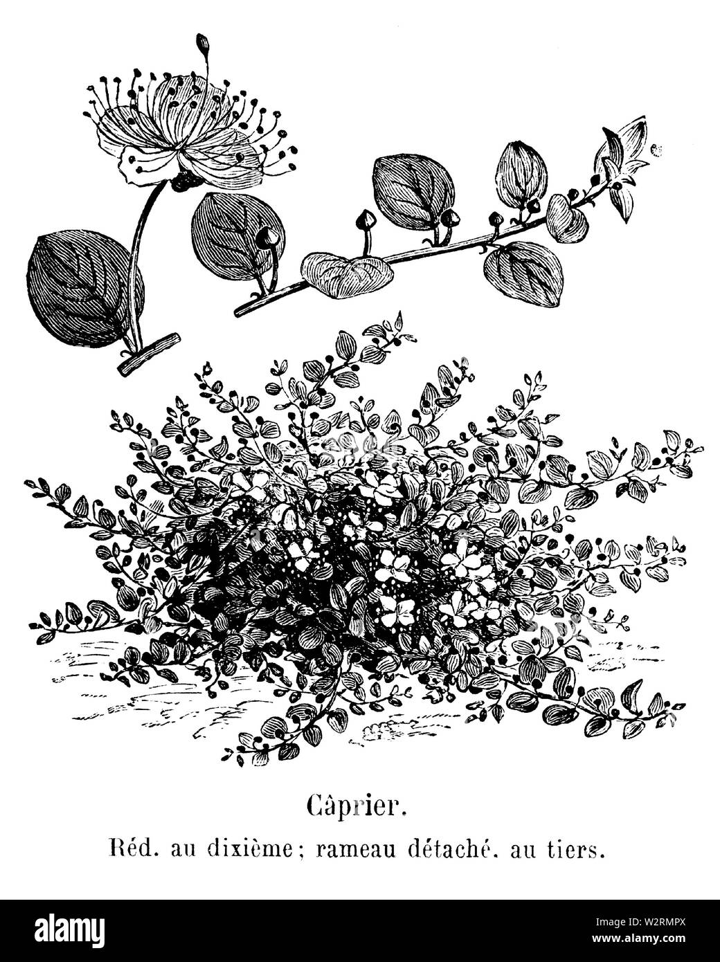 Câprier Vilmorin-Andrieux 1904 Banque D'Images