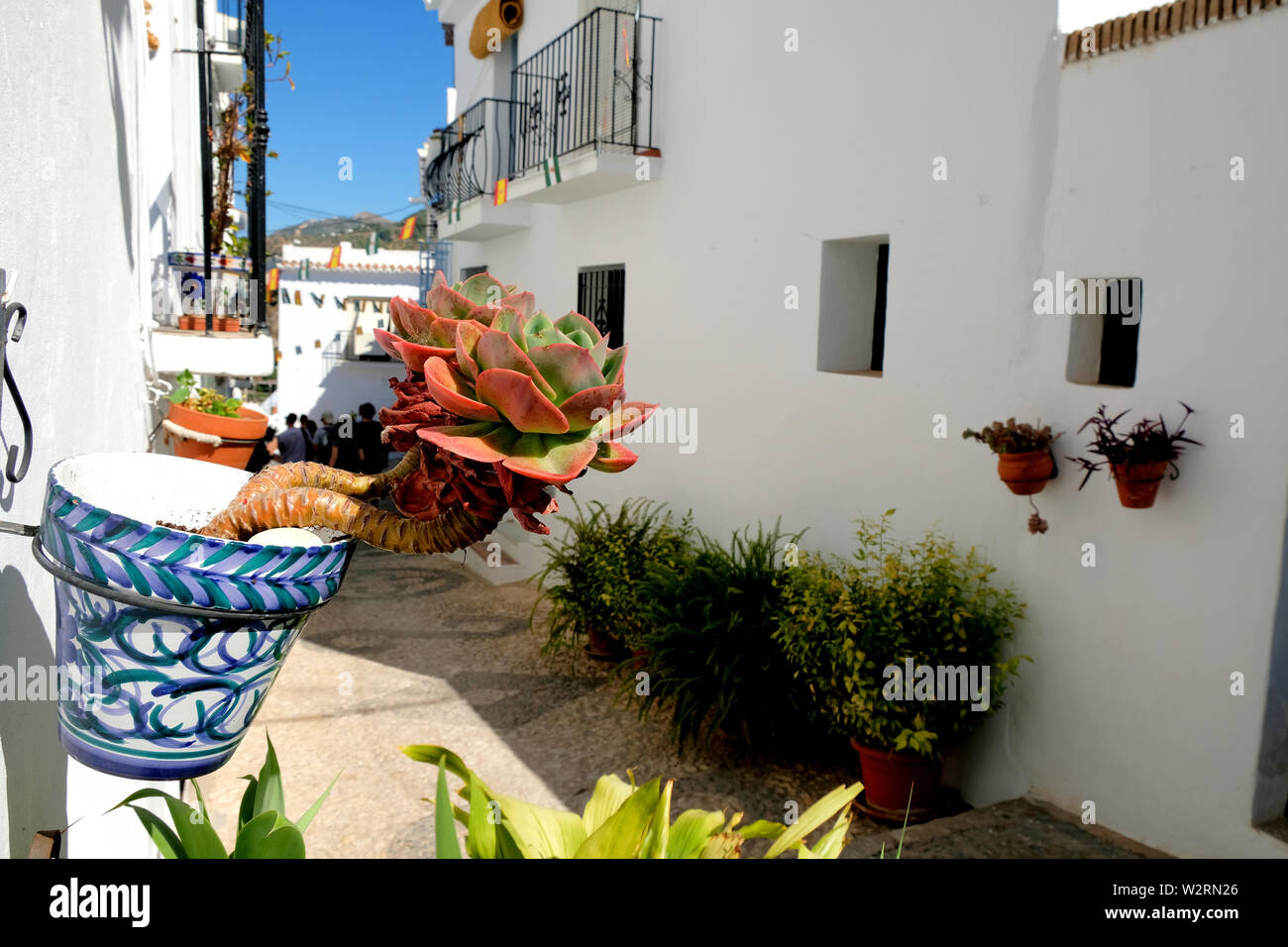 Rue de Frigiliana, Province de Malaga, Espagne ; murs blanchis à la chaux avec des pots en argile céramique décorative et de fleurs d'une rosette de succulents de près. Banque D'Images